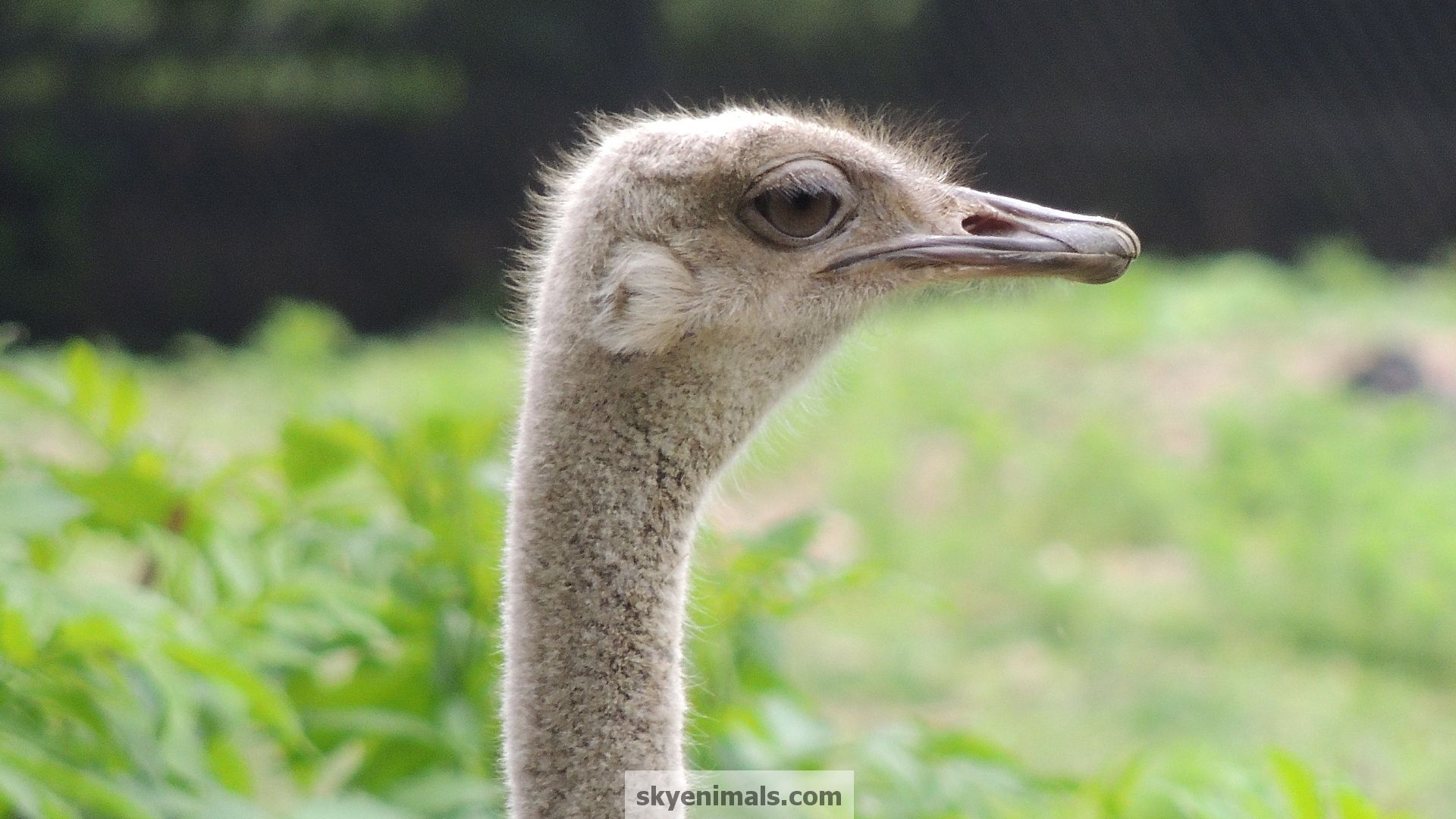 cute ostrich wallpapers wallpaper cave on cute ostrich wallpapers