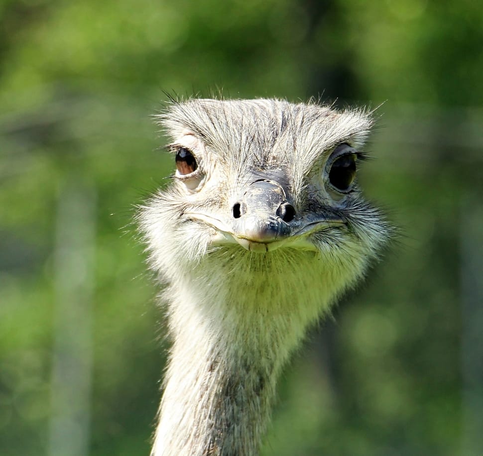 cute ostrich wallpapers wallpaper cave on cute ostrich wallpapers