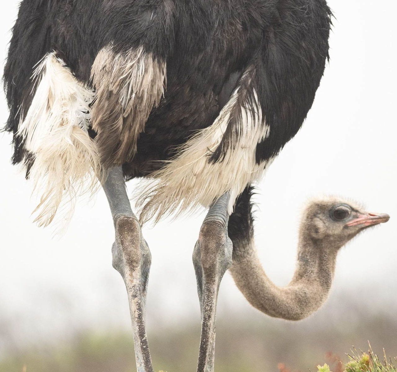 cute ostrich wallpapers wallpaper cave on cute ostrich wallpapers