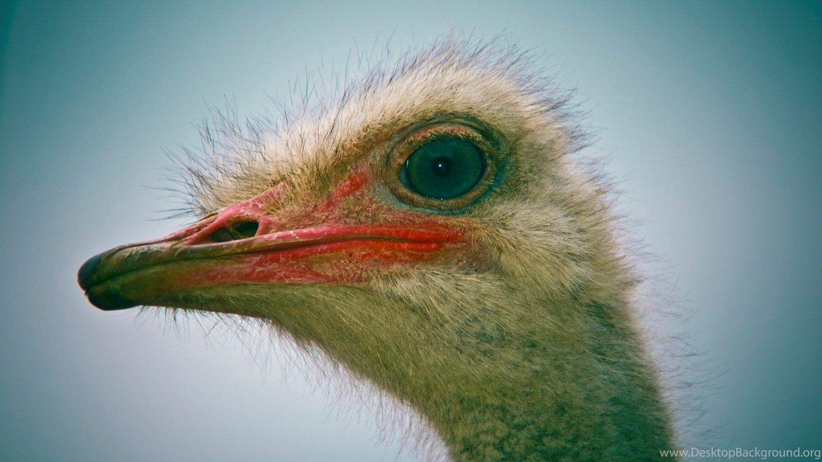 cute ostrich wallpapers wallpaper cave on cute ostrich wallpapers