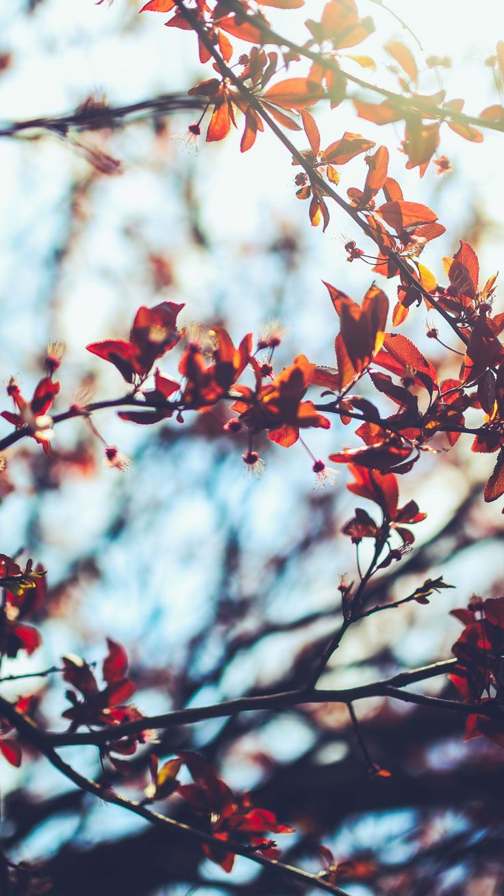 Tons of awesome autumn iphone x wallpapers to download for free. Autumn Inspiration Wallpapers Wallpaper Cave