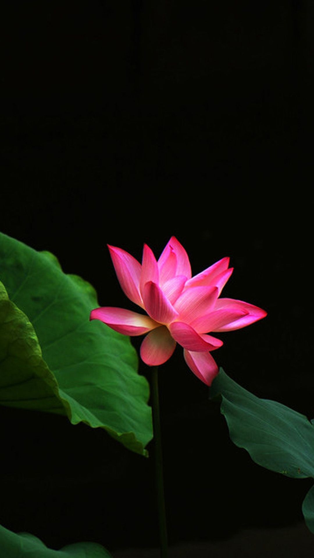 Download lotus hd wallpaper for mobile for desktop or mobile device. Beautiful Lotus Flowers Mobile Wallpapers Wallpaper Cave