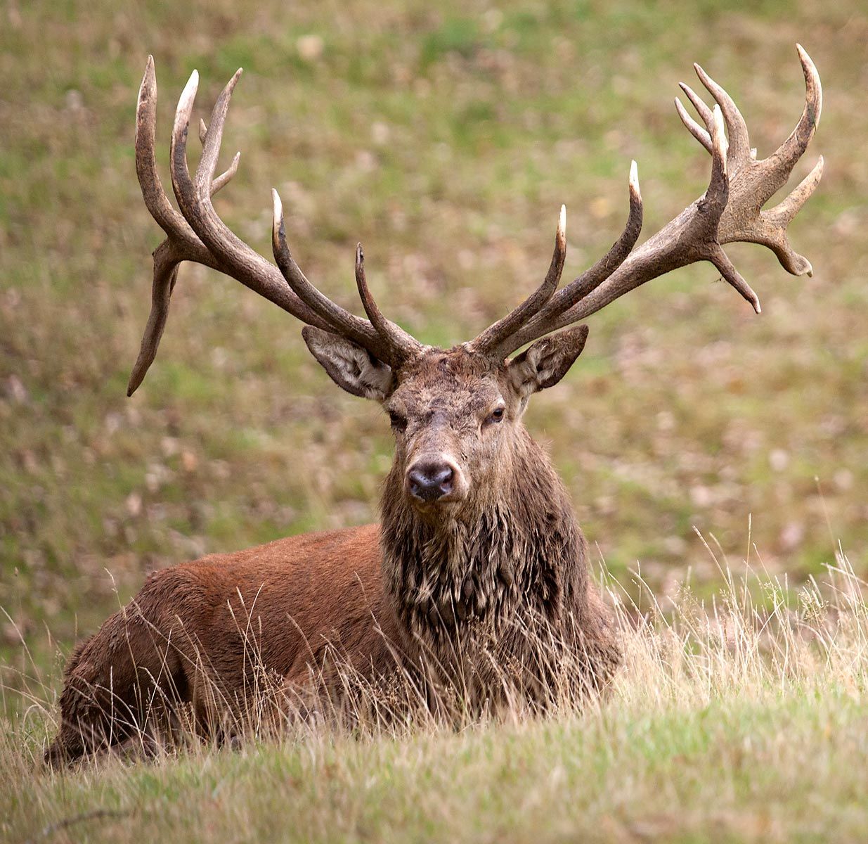 Red deer wallpapers
