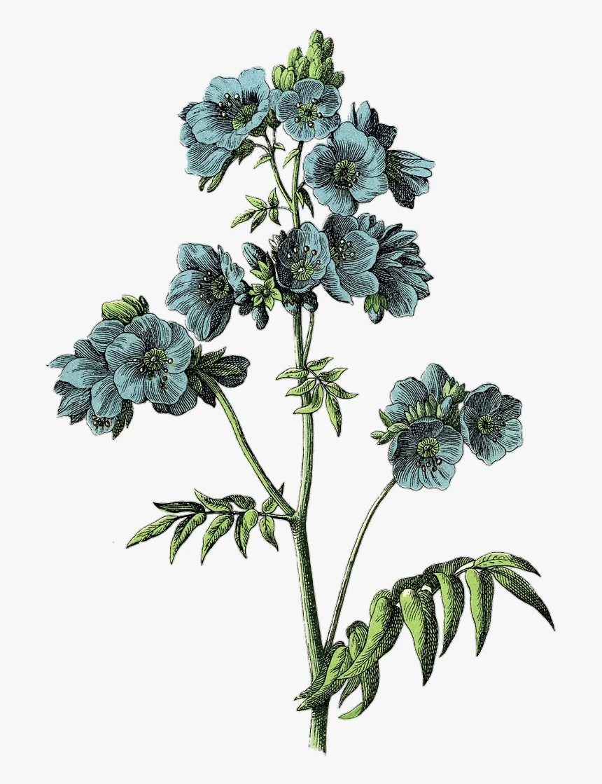 aesthetic drawings flowers wallpapers wallpaper cave on aesthetic flower drawing wallpapers