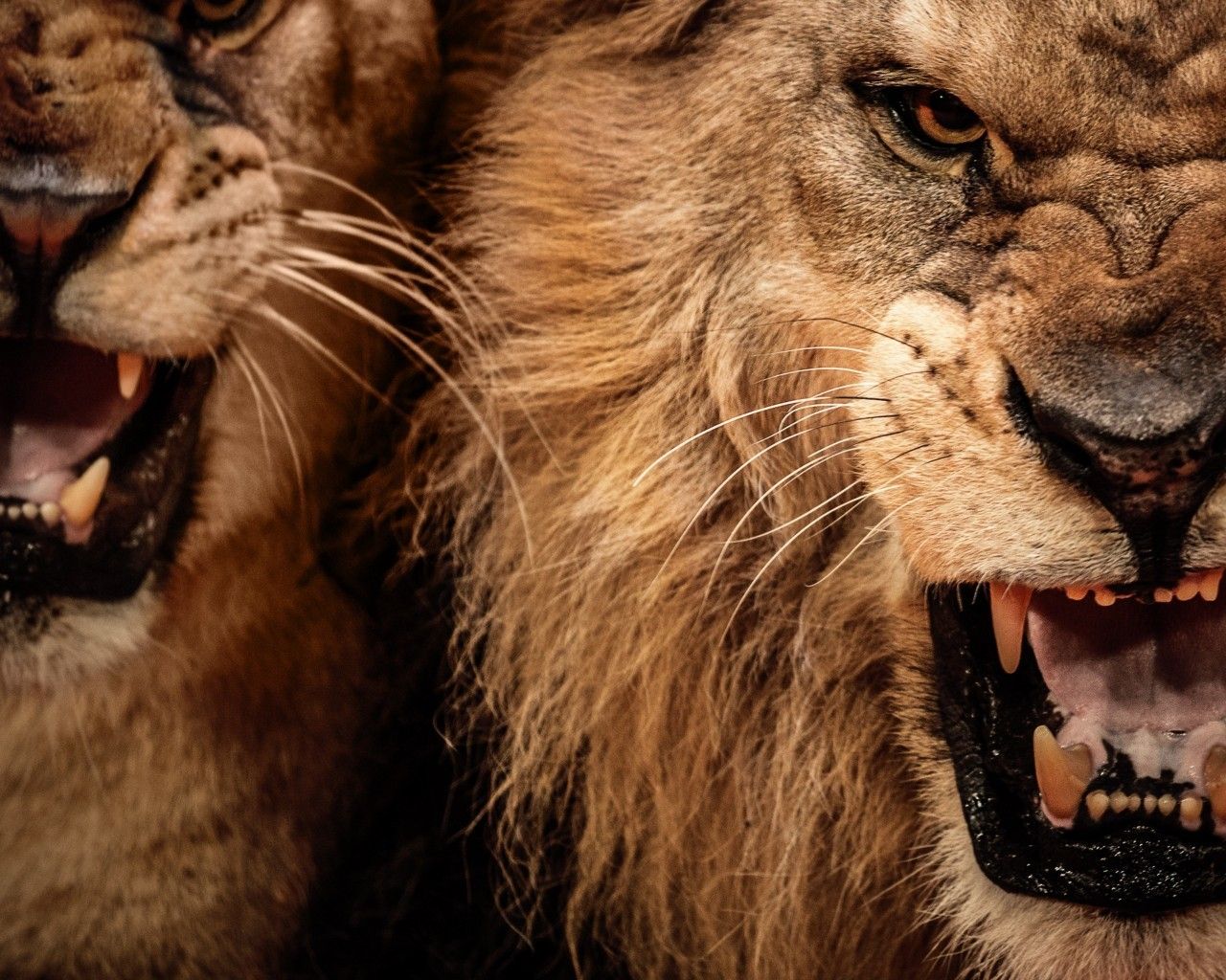 Lion roaring wallpapers