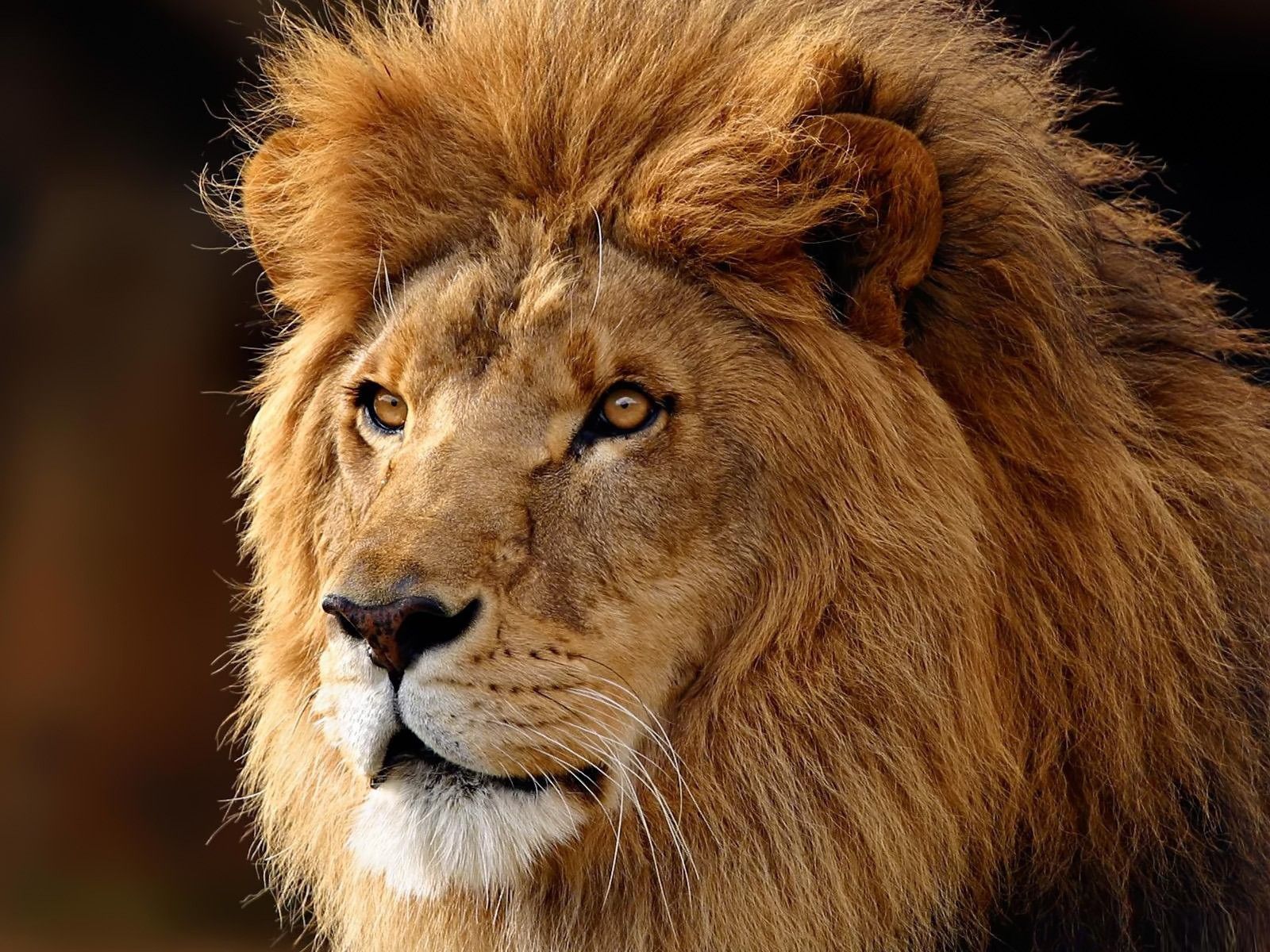 African lion wallpapers