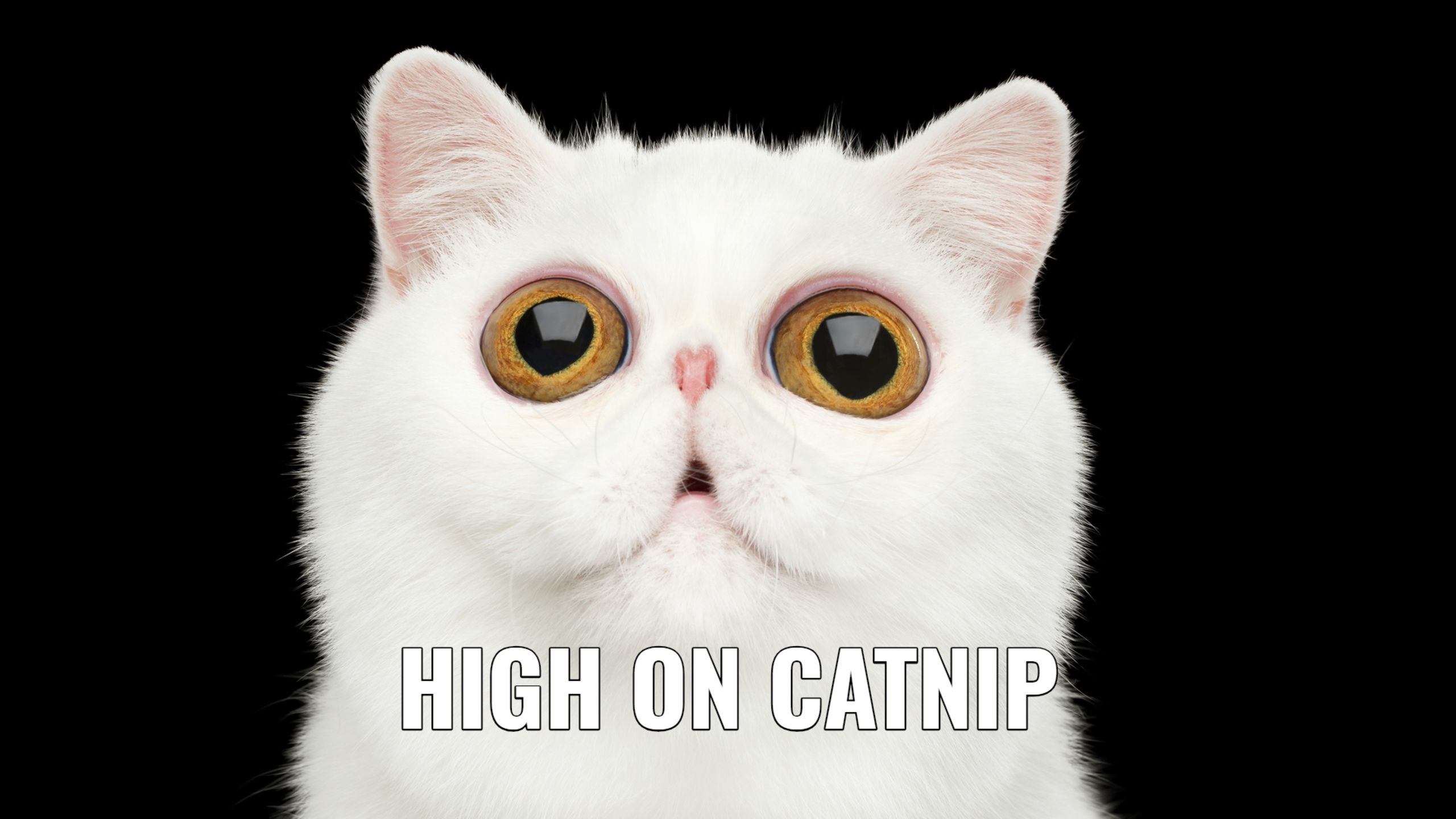 The gradient wall pack from devy design is simple but super clean, . Animal Memes Wallpapers - Wallpaper Cave