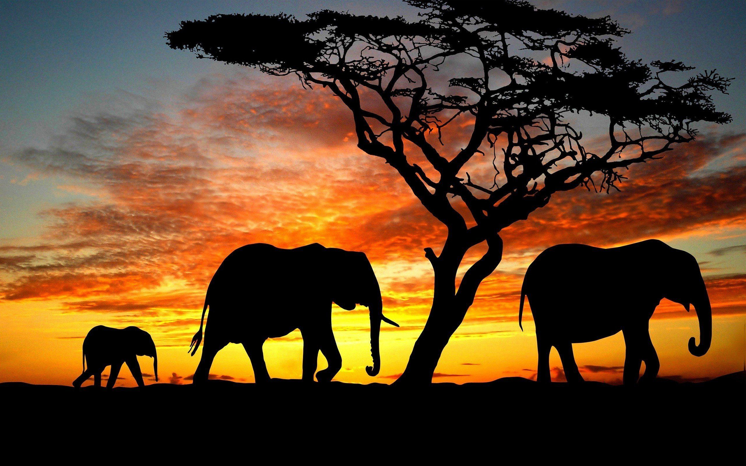 Get free computer wallpapers of elephants. Animal Elephant Hd Wallpapers Wallpaper Cave