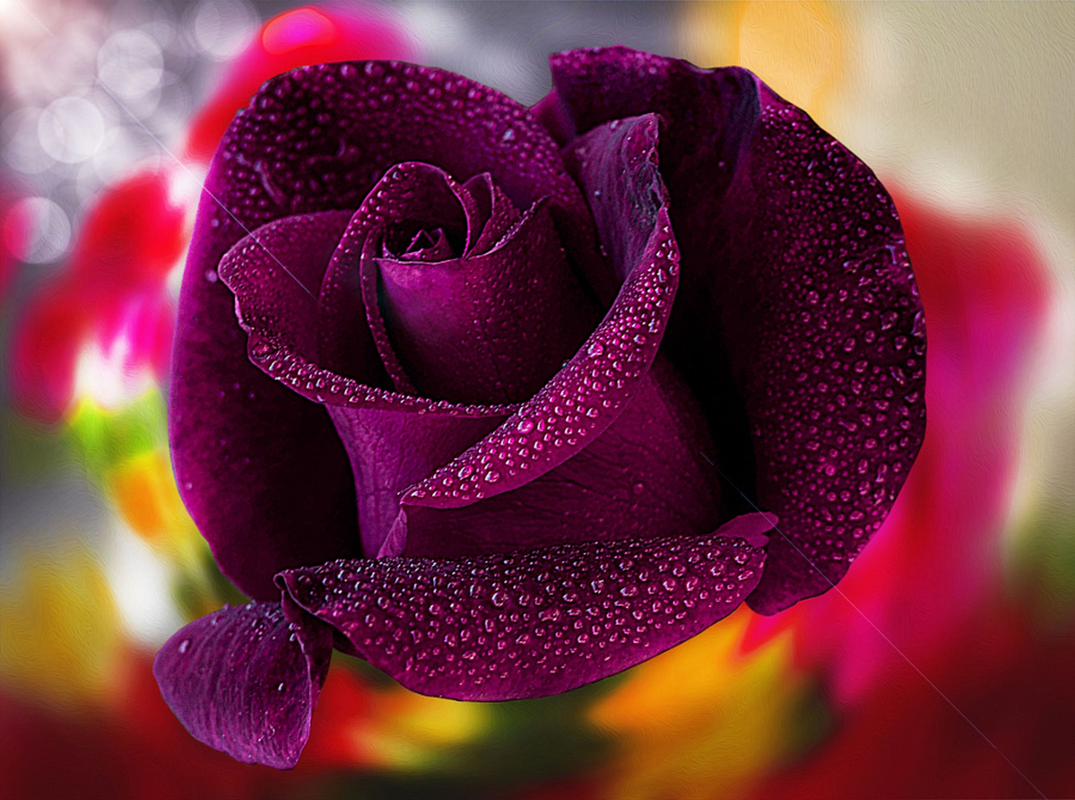 purple rose hd wallpapers wallpaper cave on purple roses background