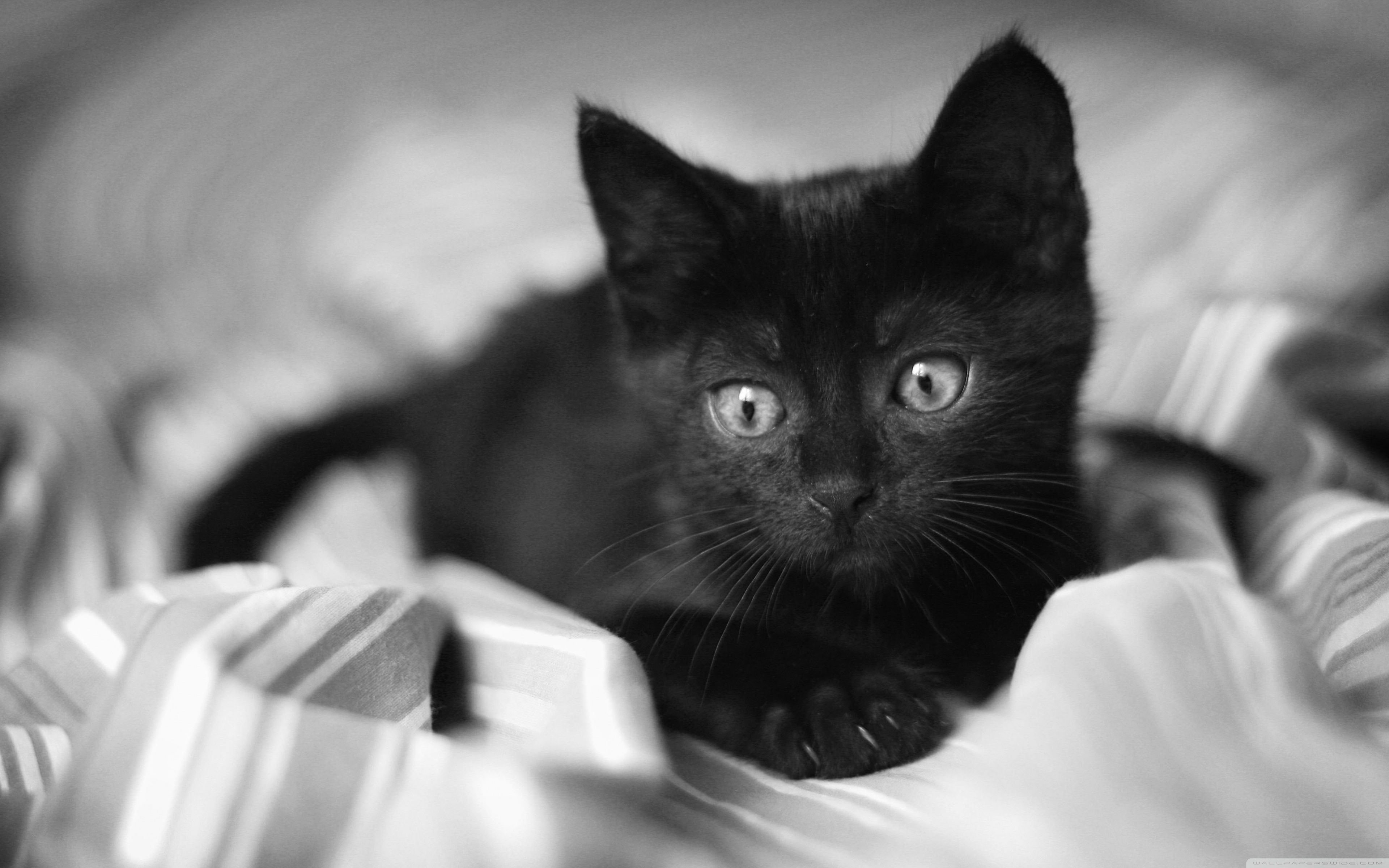 Black kittens wallpapers