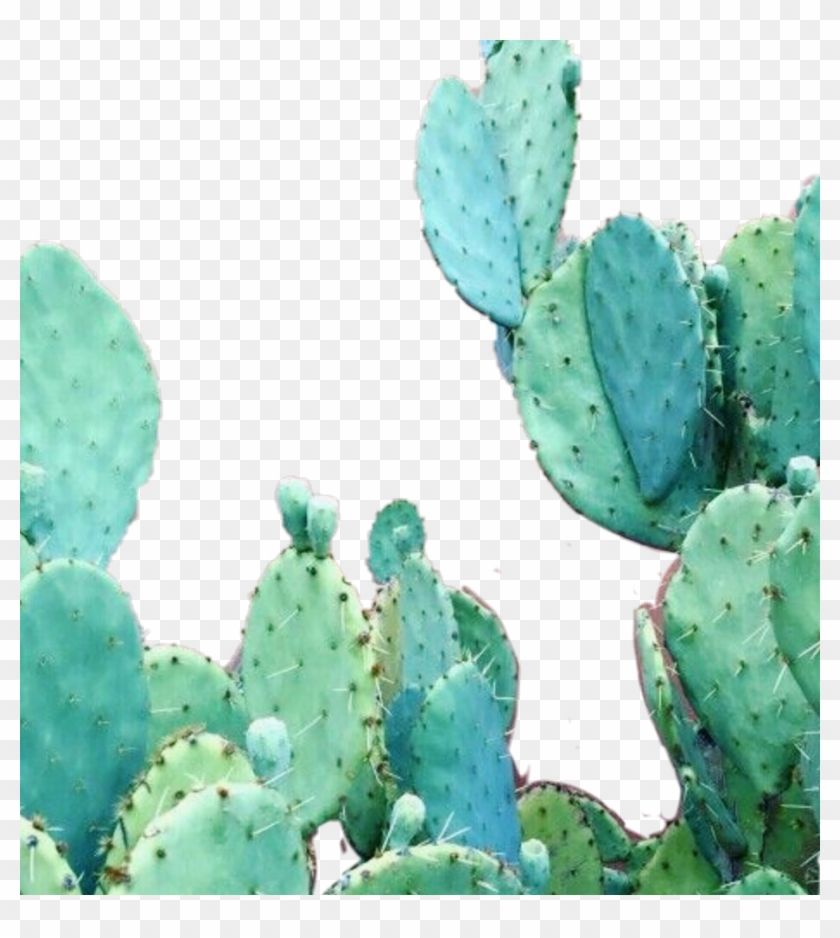 cute aesthetic cactus wallpapers wallpaper cave on cute aesthetic cactus wallpapers