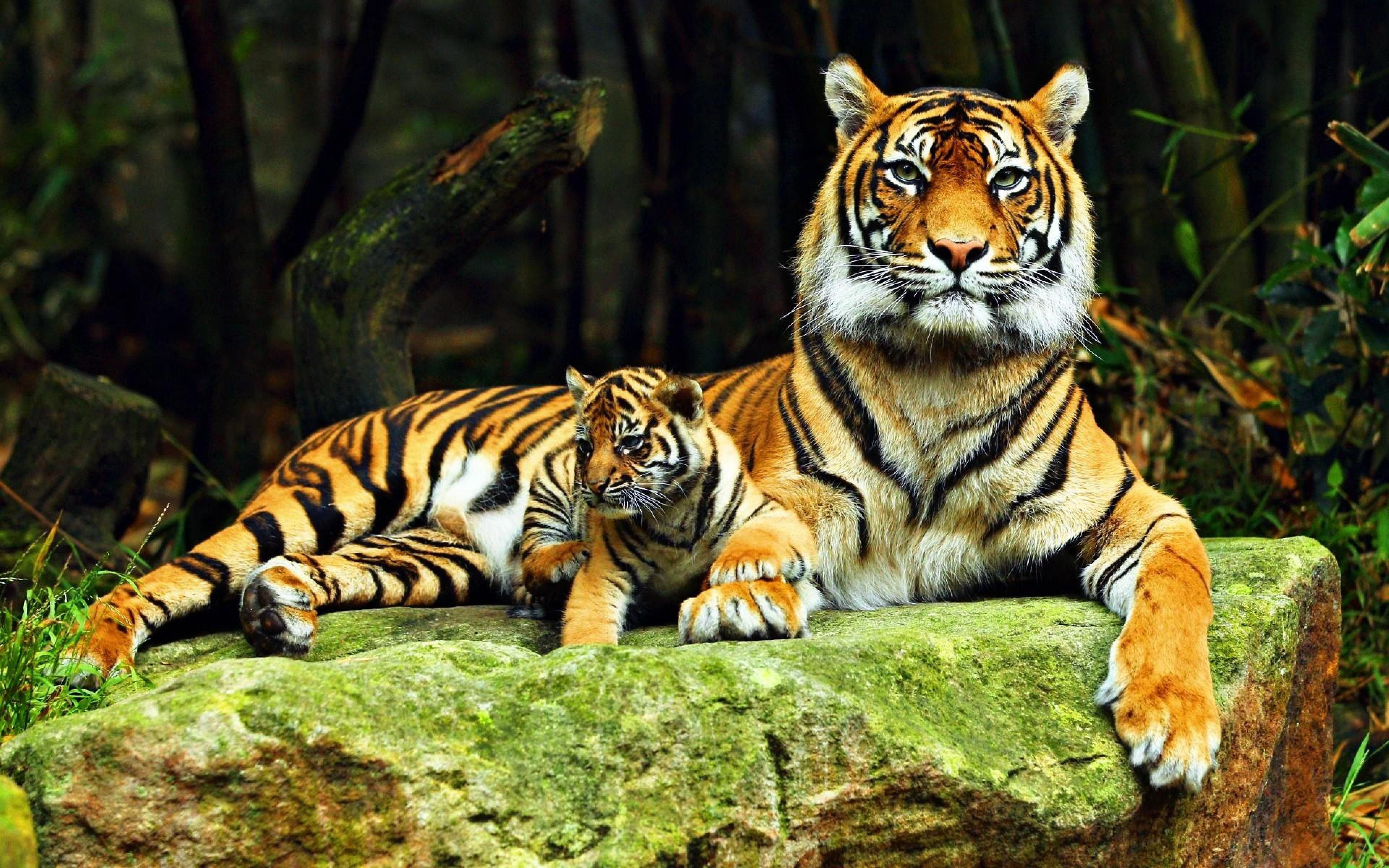 A lovingly curated selection of 60913 free hd animal wallpapers and background images. Animal 4k Wallpapers Wallpaper Cave