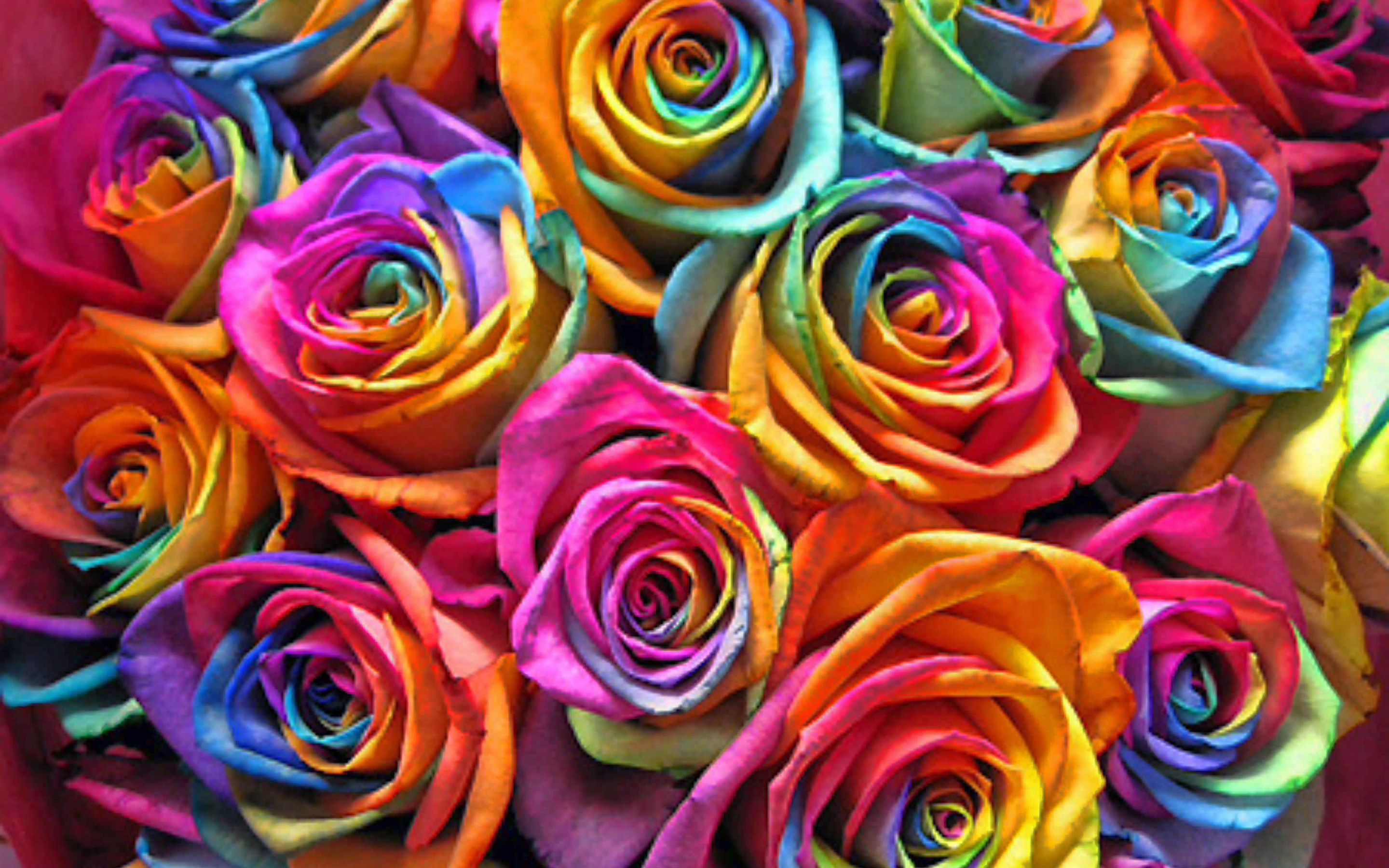 Rainbow roses wallpaper