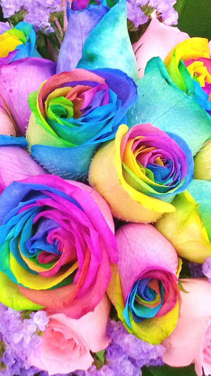 rainbow roses wallpapers wallpaper cave on rainbow roses wallpapers