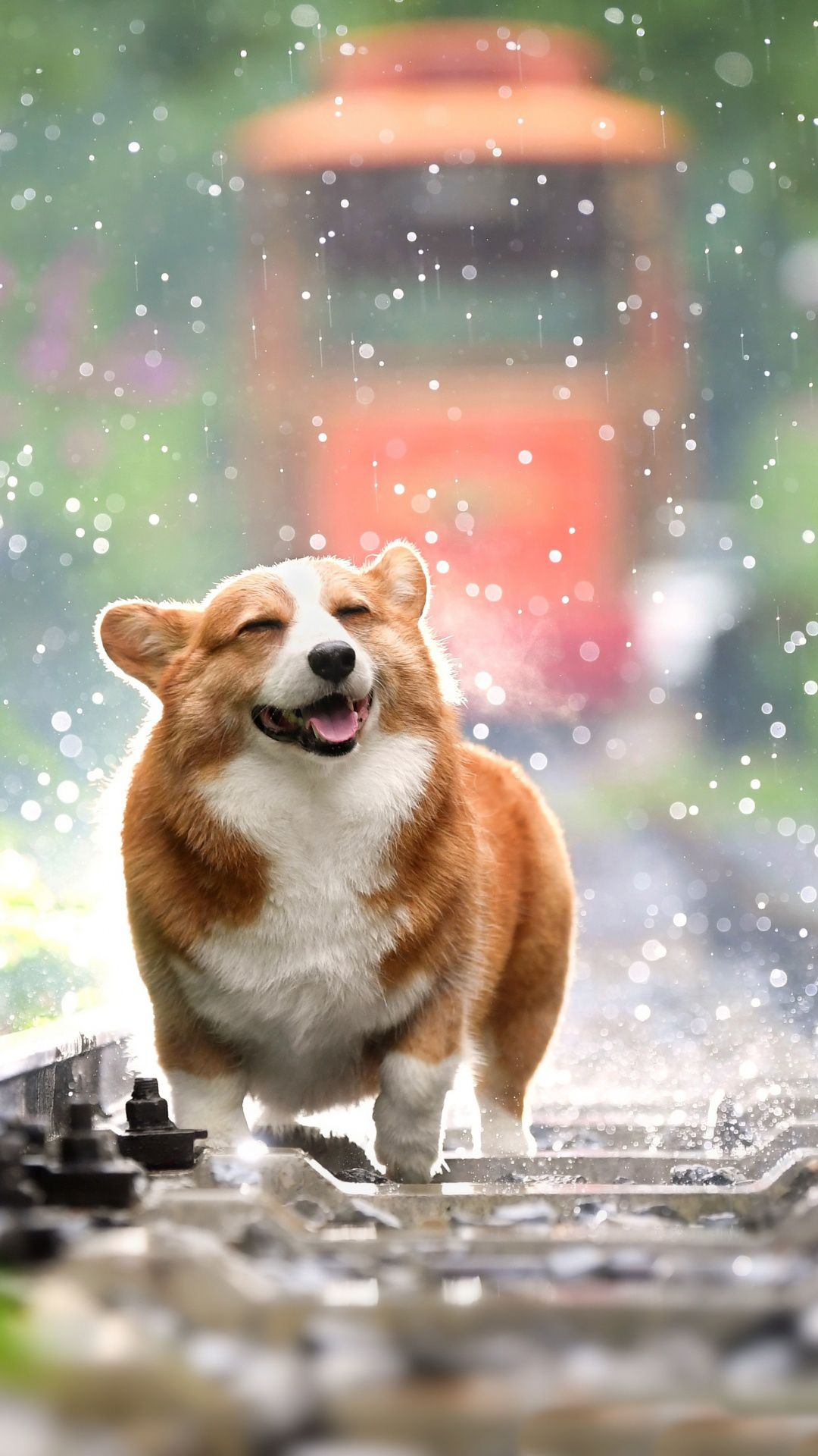 Pretty on the outside, tough also on the outside. Corgi Phone Wallpapers Wallpaper Cave