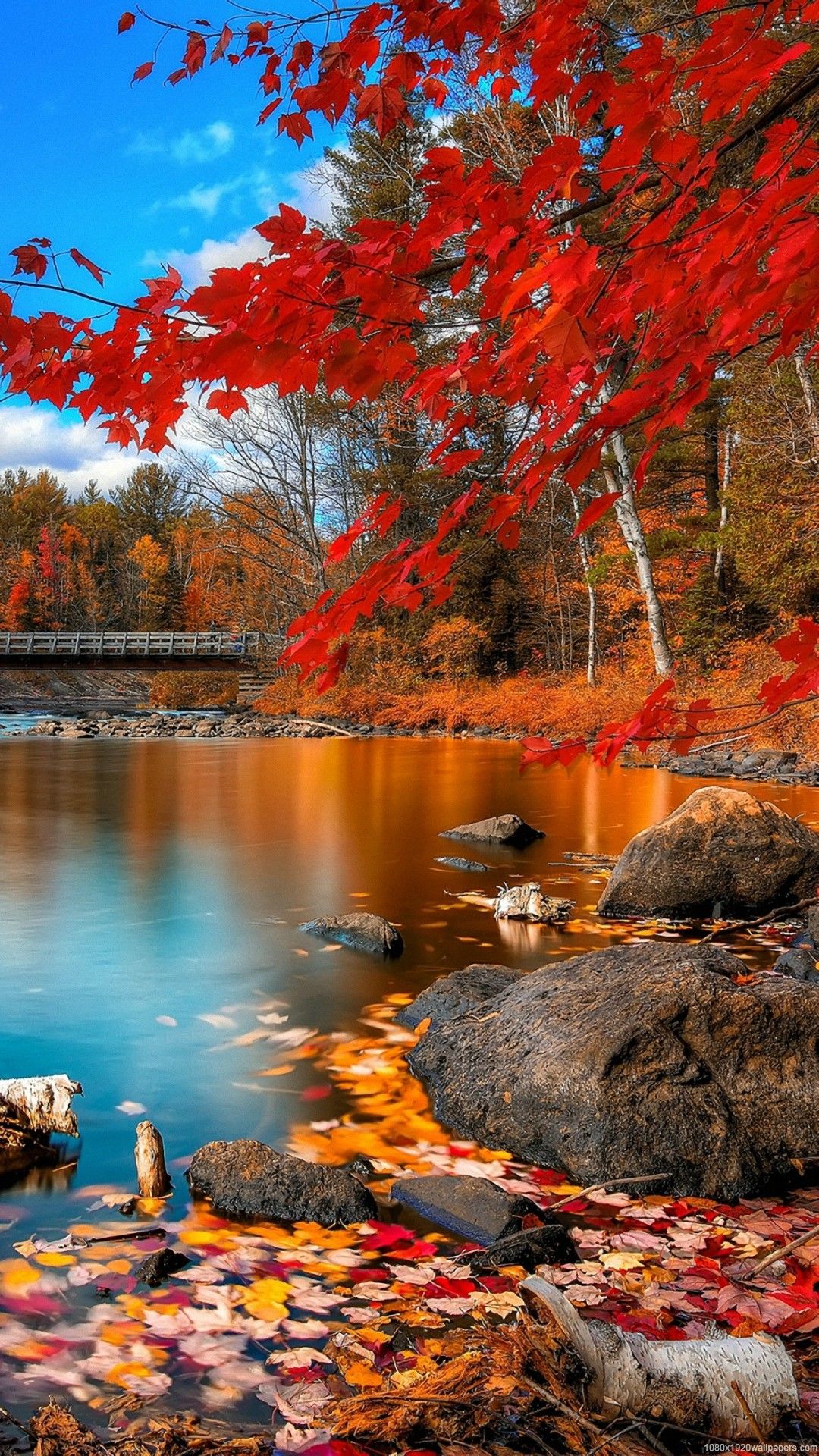 Autumn red apple and leaves picture. Autumn Android Wallpapers Wallpaper Cave