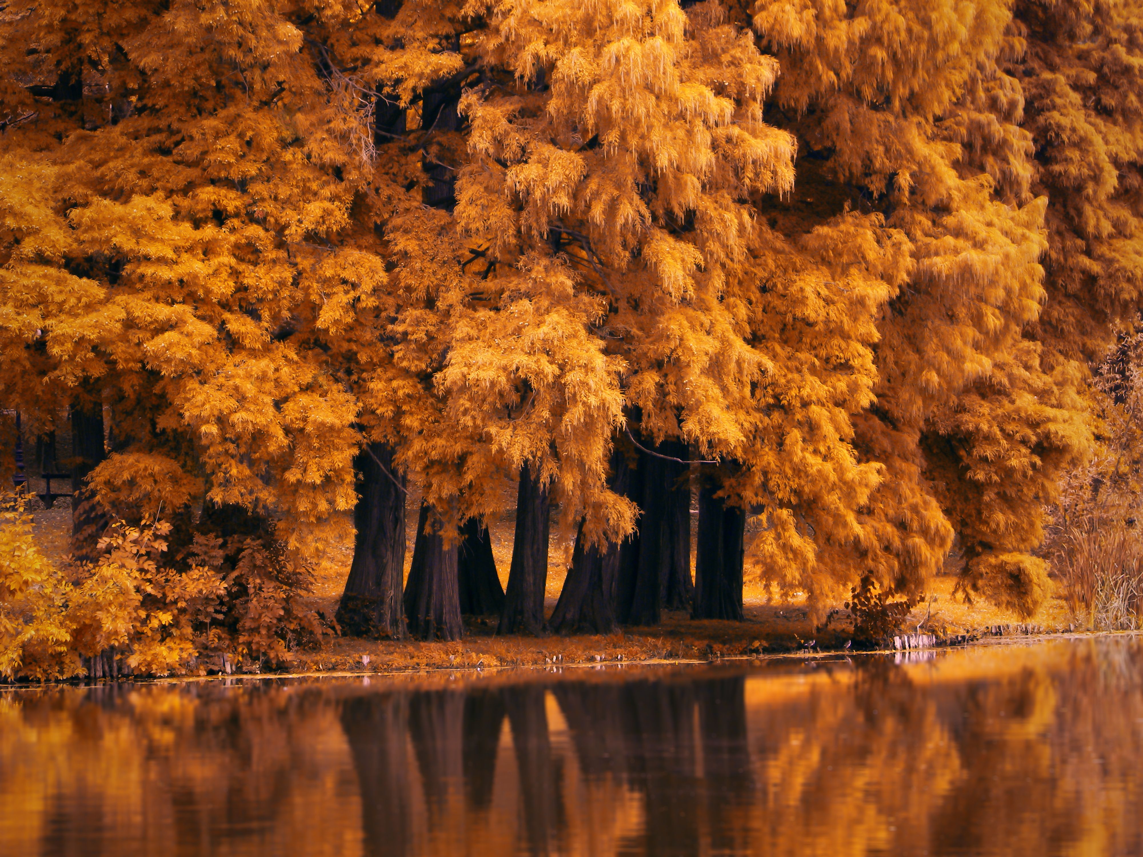 Autumn 4k wallpapers