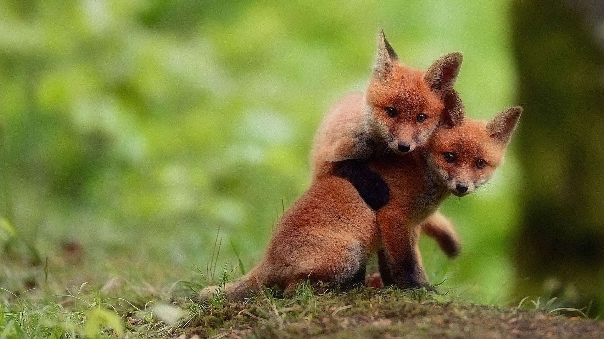 Forest animals wallpapers