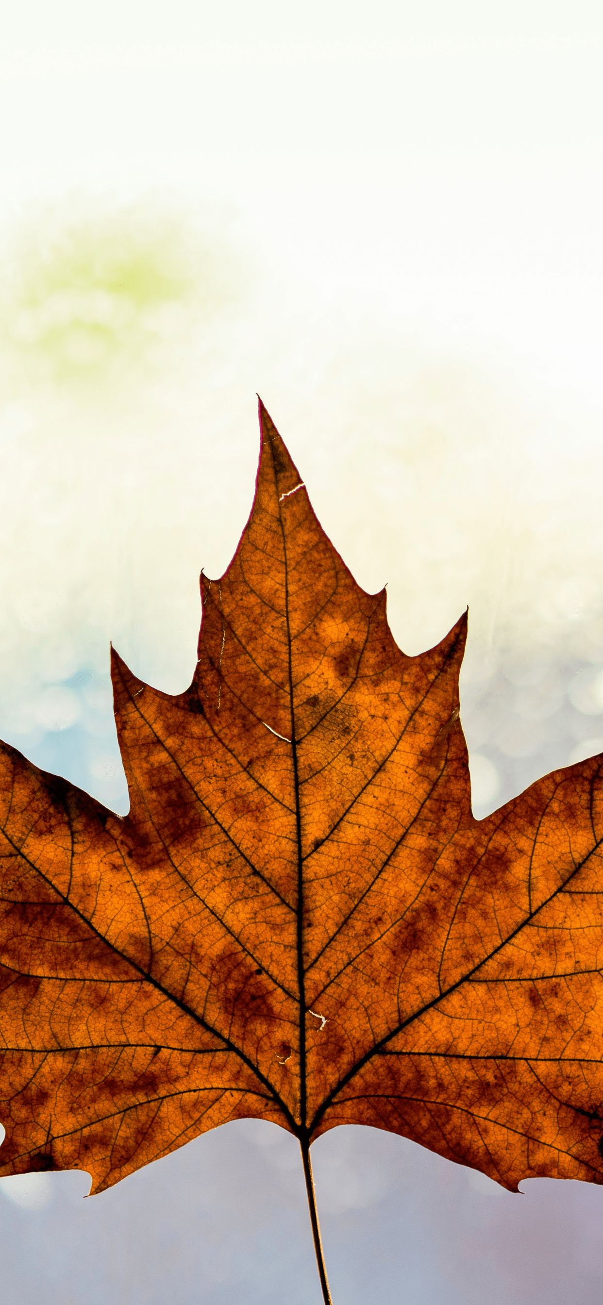 Autumn Iphone 11 Pro Max Wallpapers Wallpaper Cave