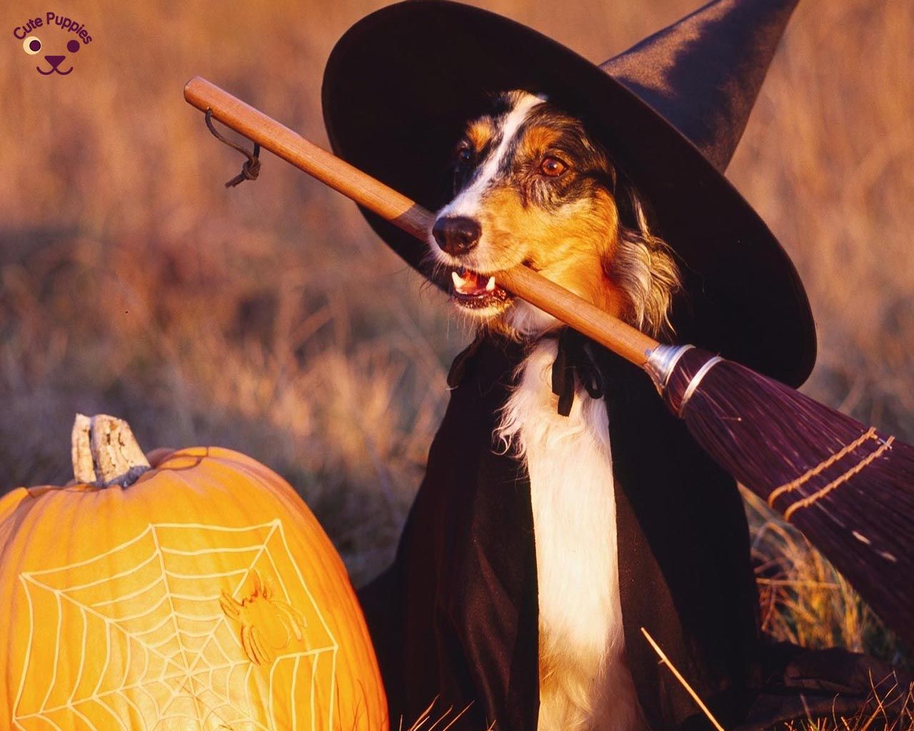 cute halloween puppies wallpapers wallpaper cave on preppy halloween pfp wallpapers