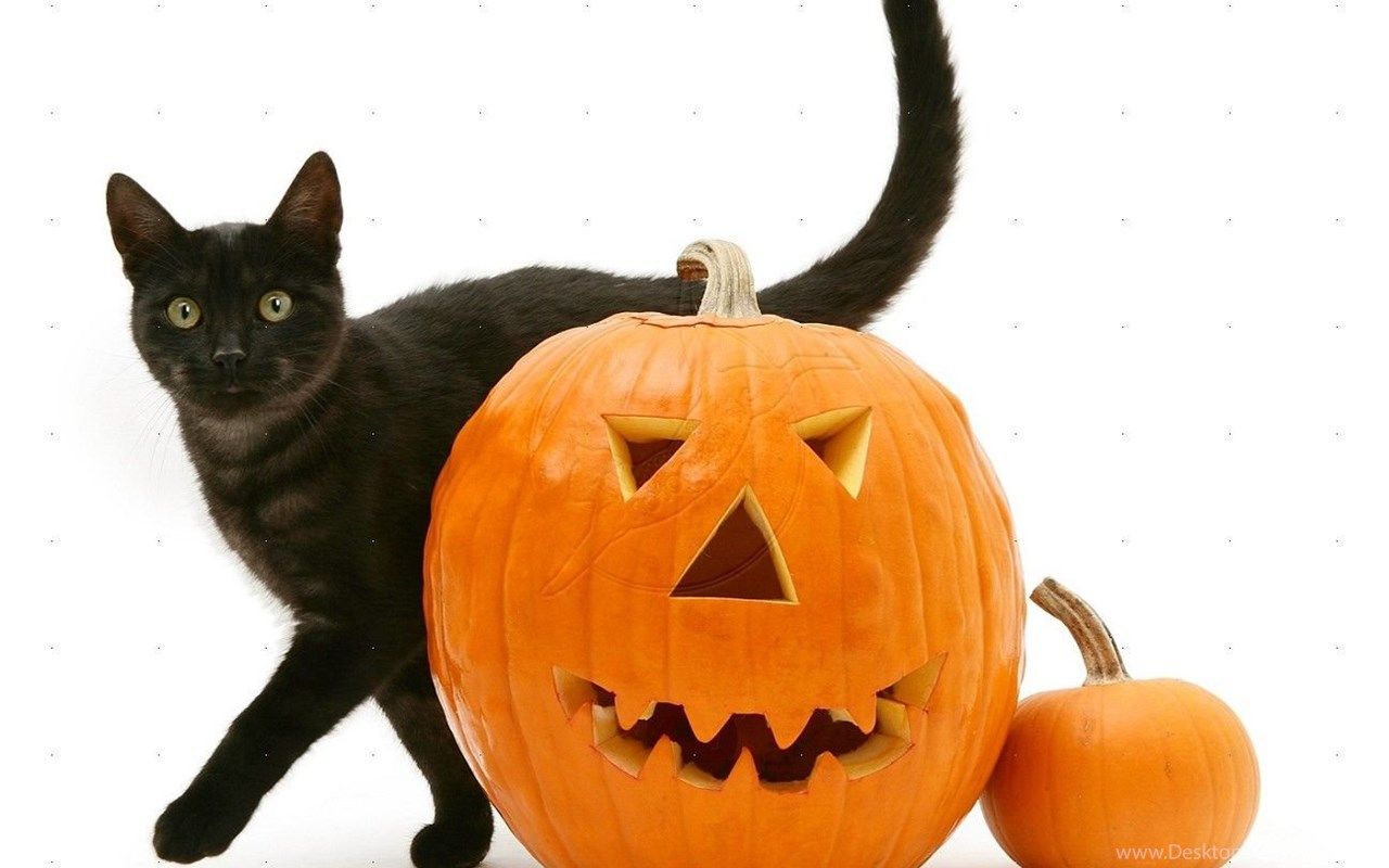 halloween kitty pumpkin wallpapers wallpaper cave on halloween kitty pumpkin wallpapers
