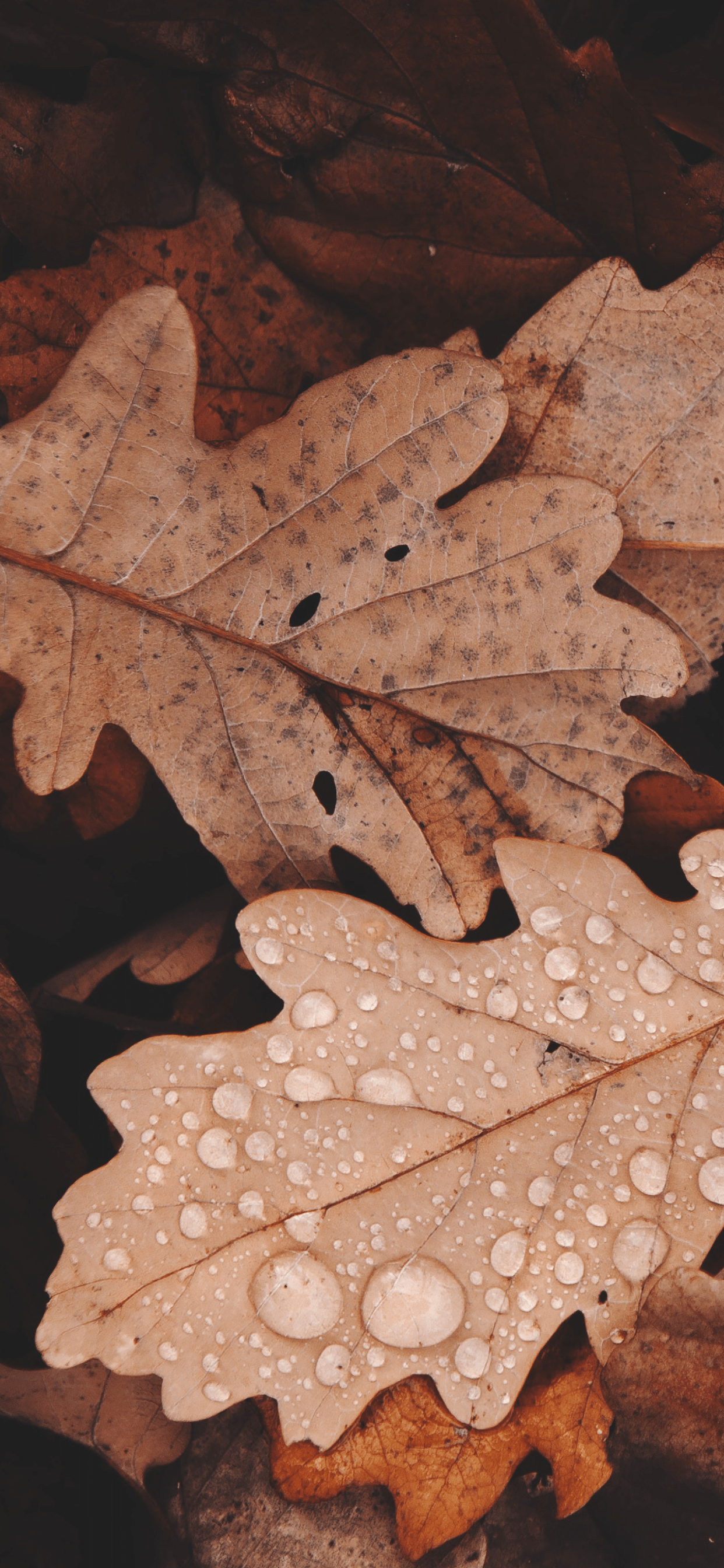 Autumn Iphone 11 Pro Max Wallpapers Wallpaper Cave