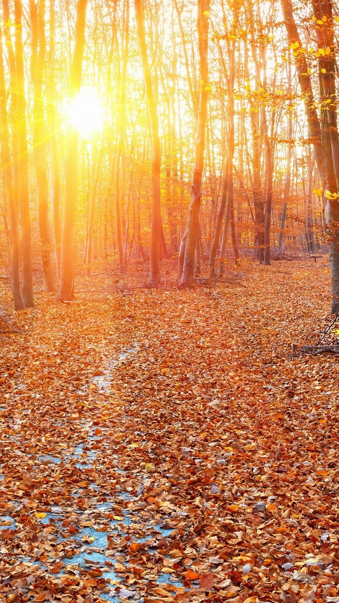 autumn sun rays wallpapers wallpaper cave on autumn sun rays wallpapers