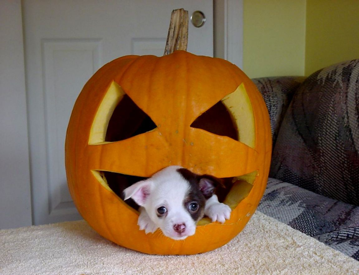 cute halloween puppies wallpapers wallpaper cave on preppy halloween pfp wallpapers