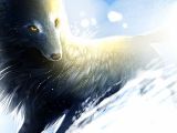 Magical Wolf Wallpapers Wallpaper Cave