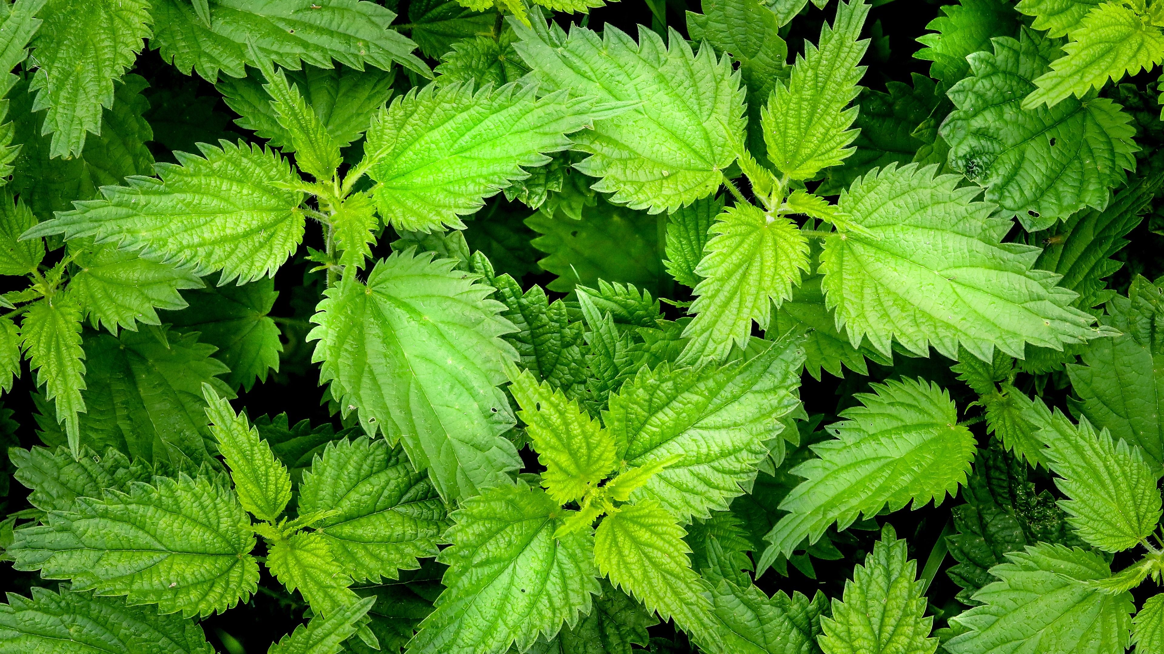mint leaves wallpapers wallpaper cave on mint wallpapers
