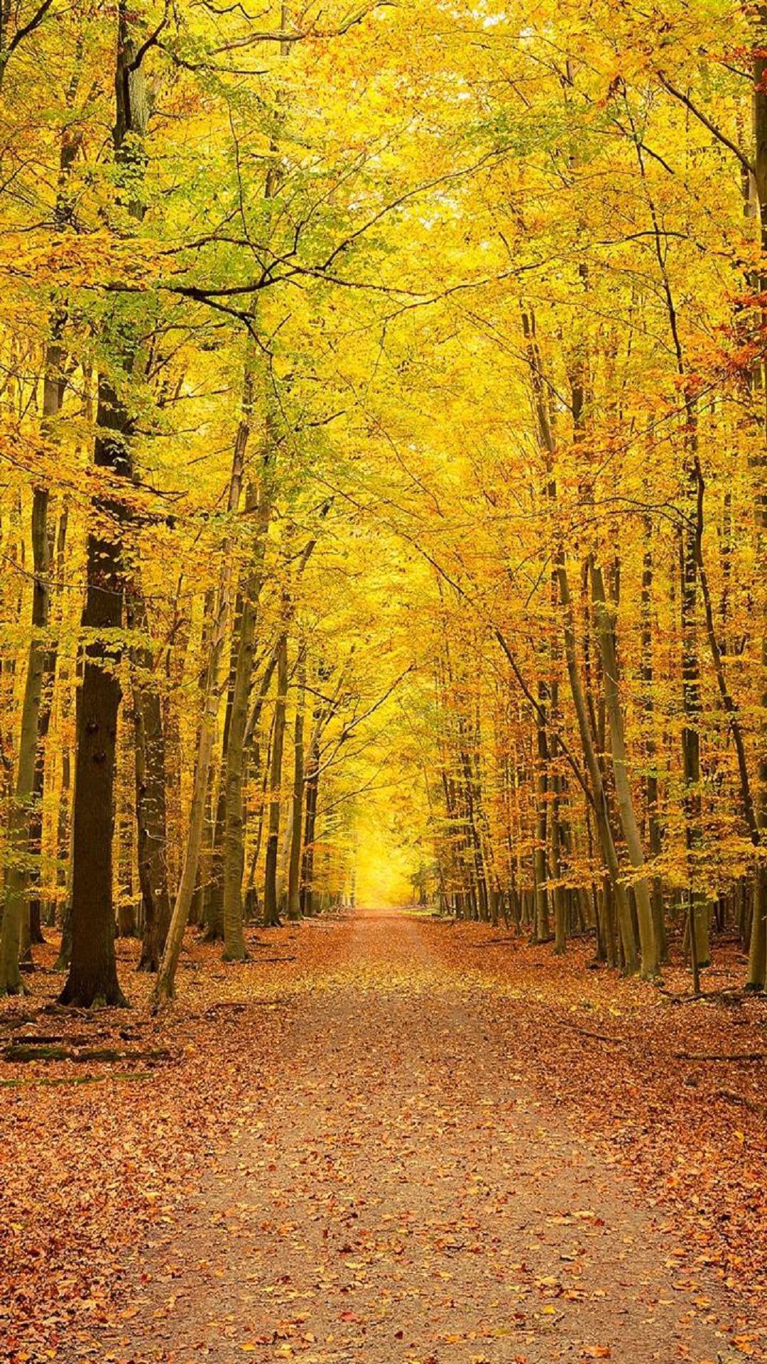 34+ Beautiful Yellow Tree Wallpaper Background