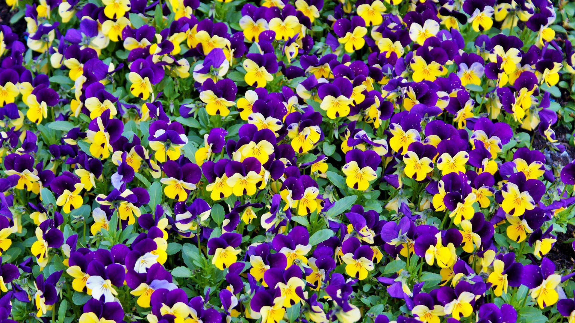 purple and yellow wallpapers wallpaper cave on purple and yellow wallpapers