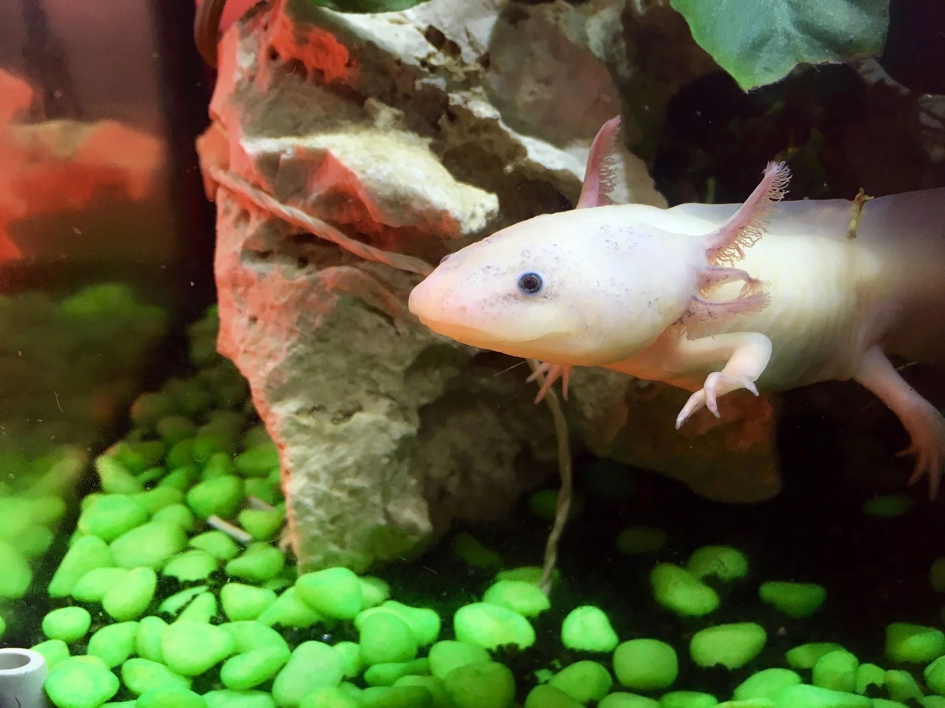 adorable axolotls wallpapers wallpaper cave on cute axolotl wallpapers