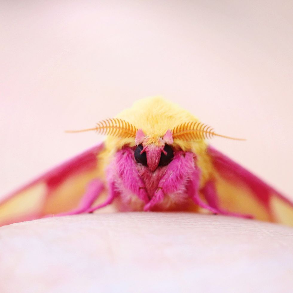 cute moth wallpapers wallpaper cave on cute moth wallpapers