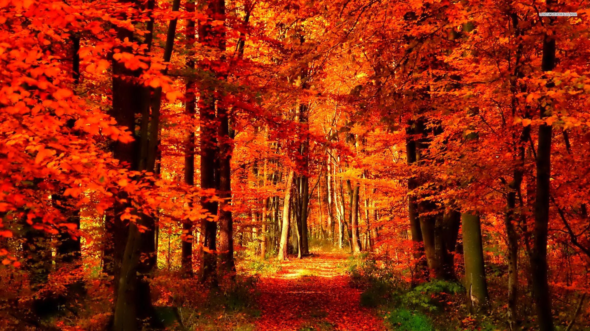 forest autumn orange wallpapers wallpaper cave on forest autumn orange wallpapers