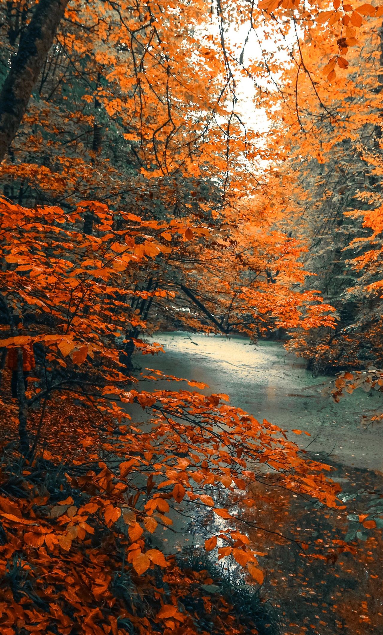 forest autumn orange wallpapers wallpaper cave on forest autumn orange wallpapers