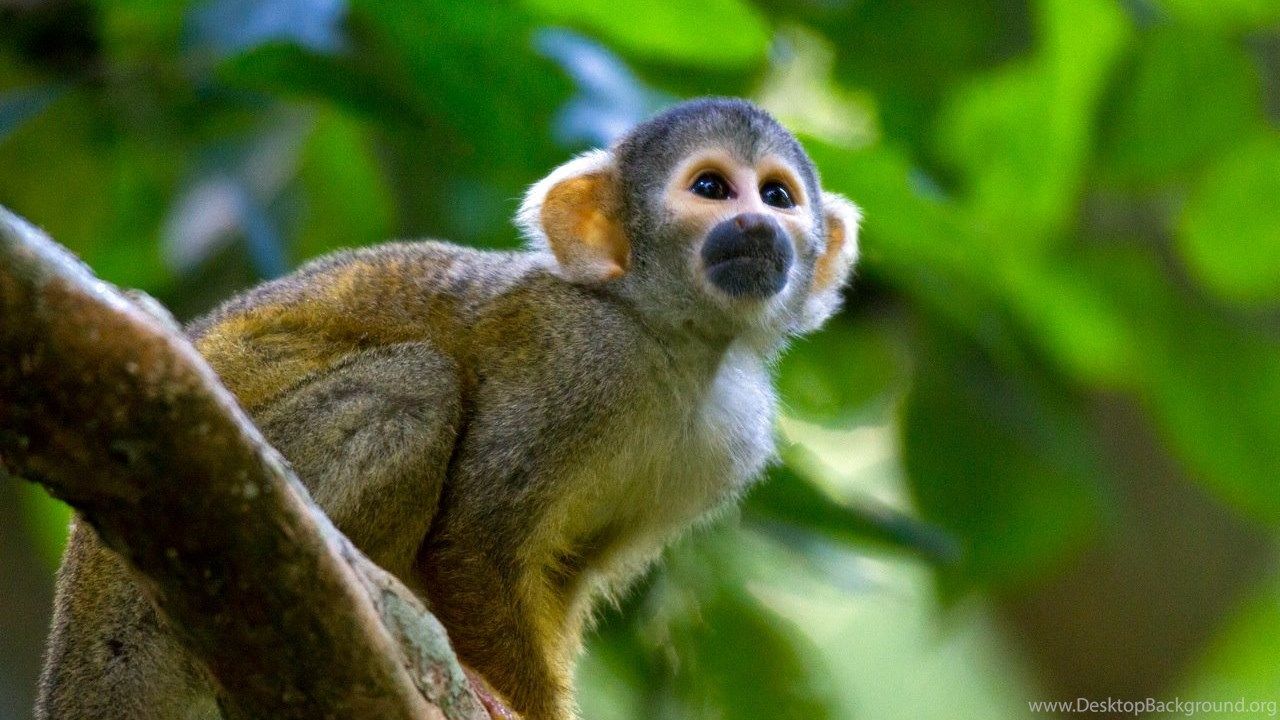 spidermonkey wallpapers wallpaper cave on spider monkey wallpapers