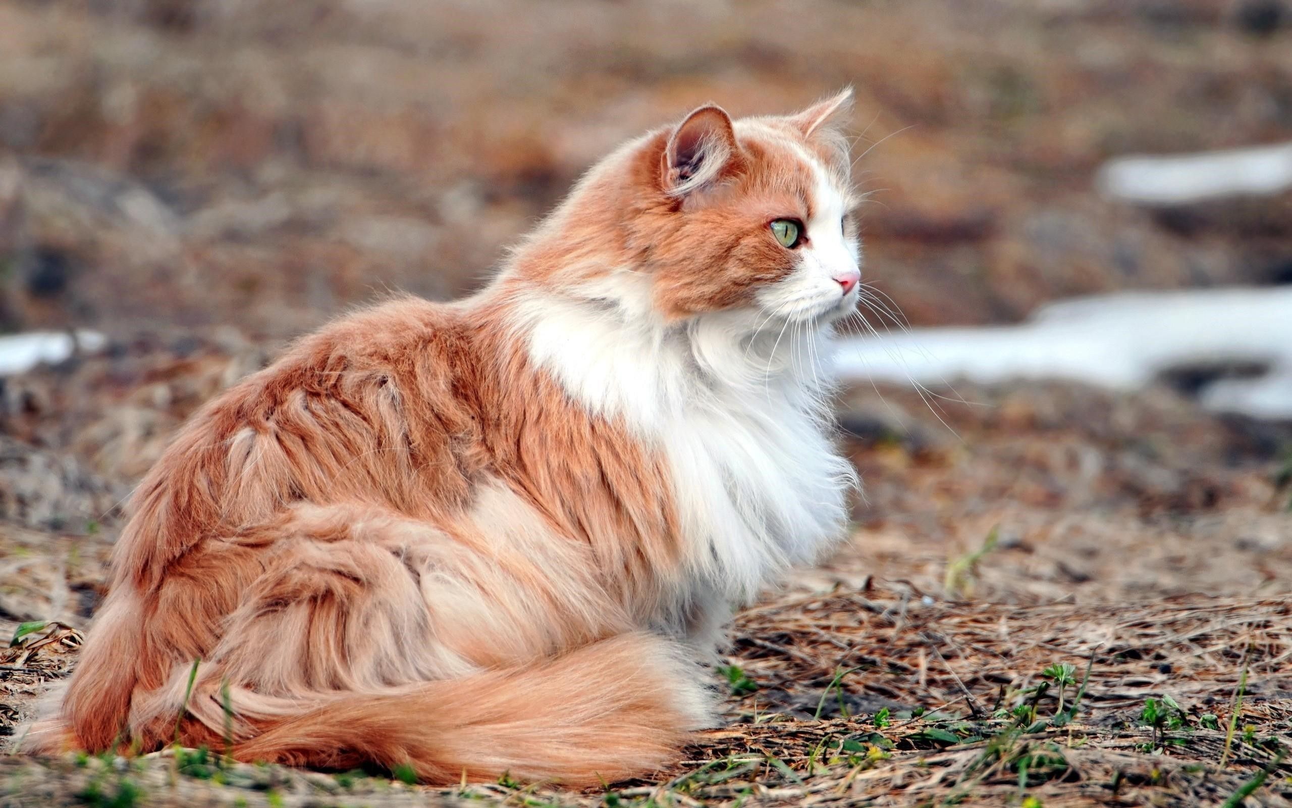 Big fluffy cat wallpapers