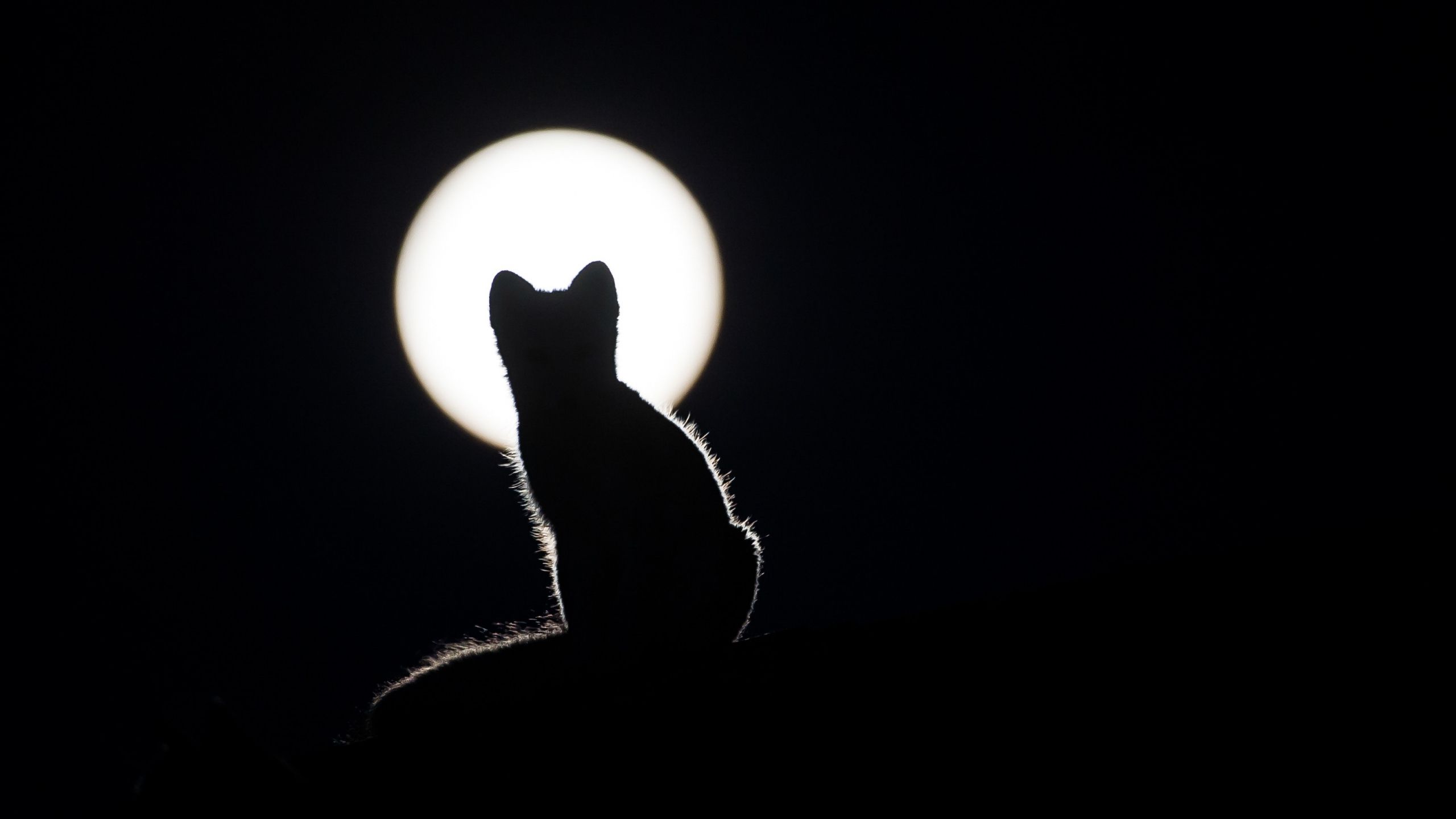 Cat and moon wallpapers
