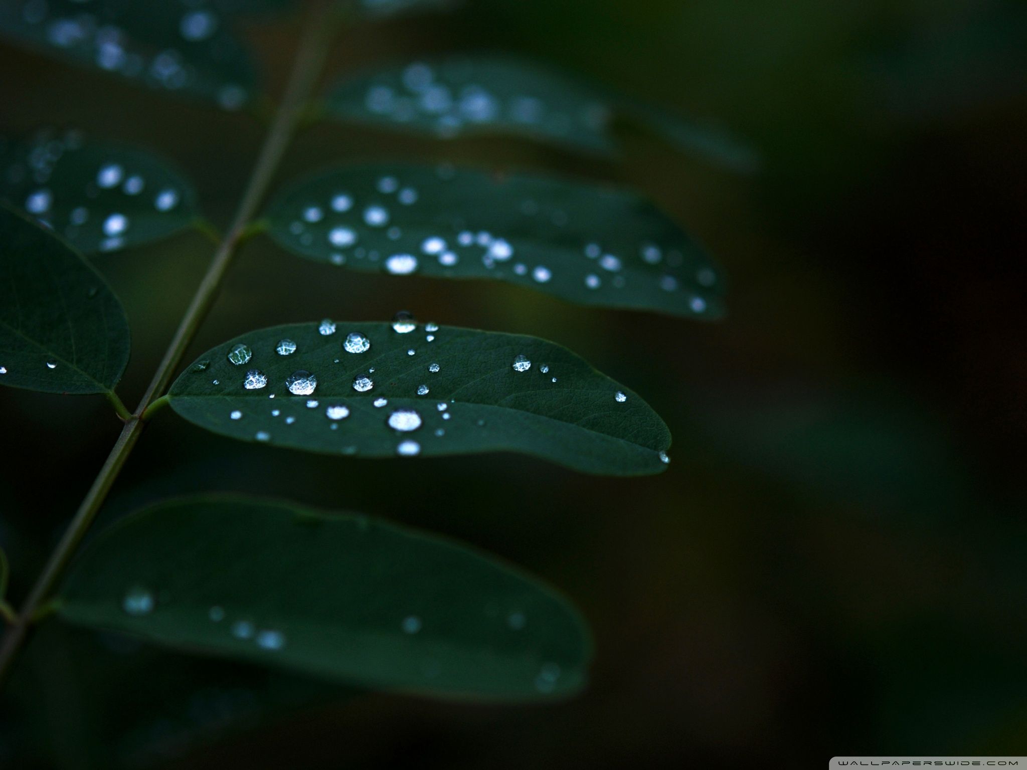 Beyond that, the realistic design on the … Dark Leaves Wallpapers Wallpaper Cave