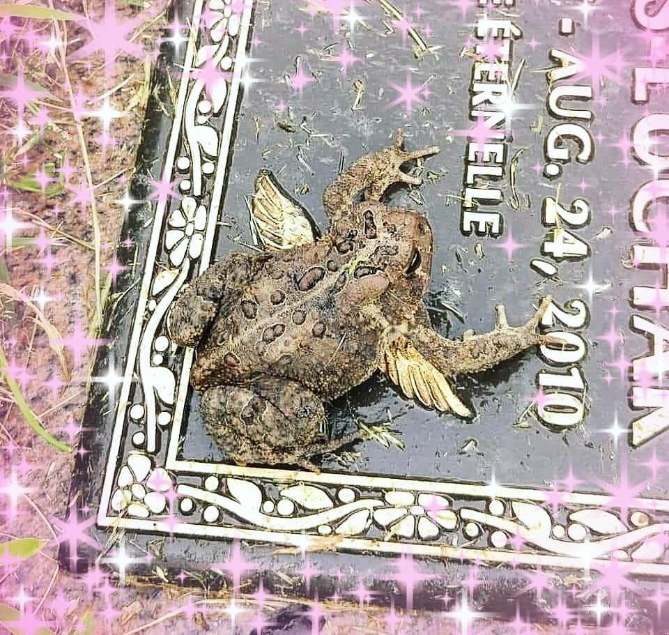 goblincore wallpapers wallpaper cave on goblincore wallpapers