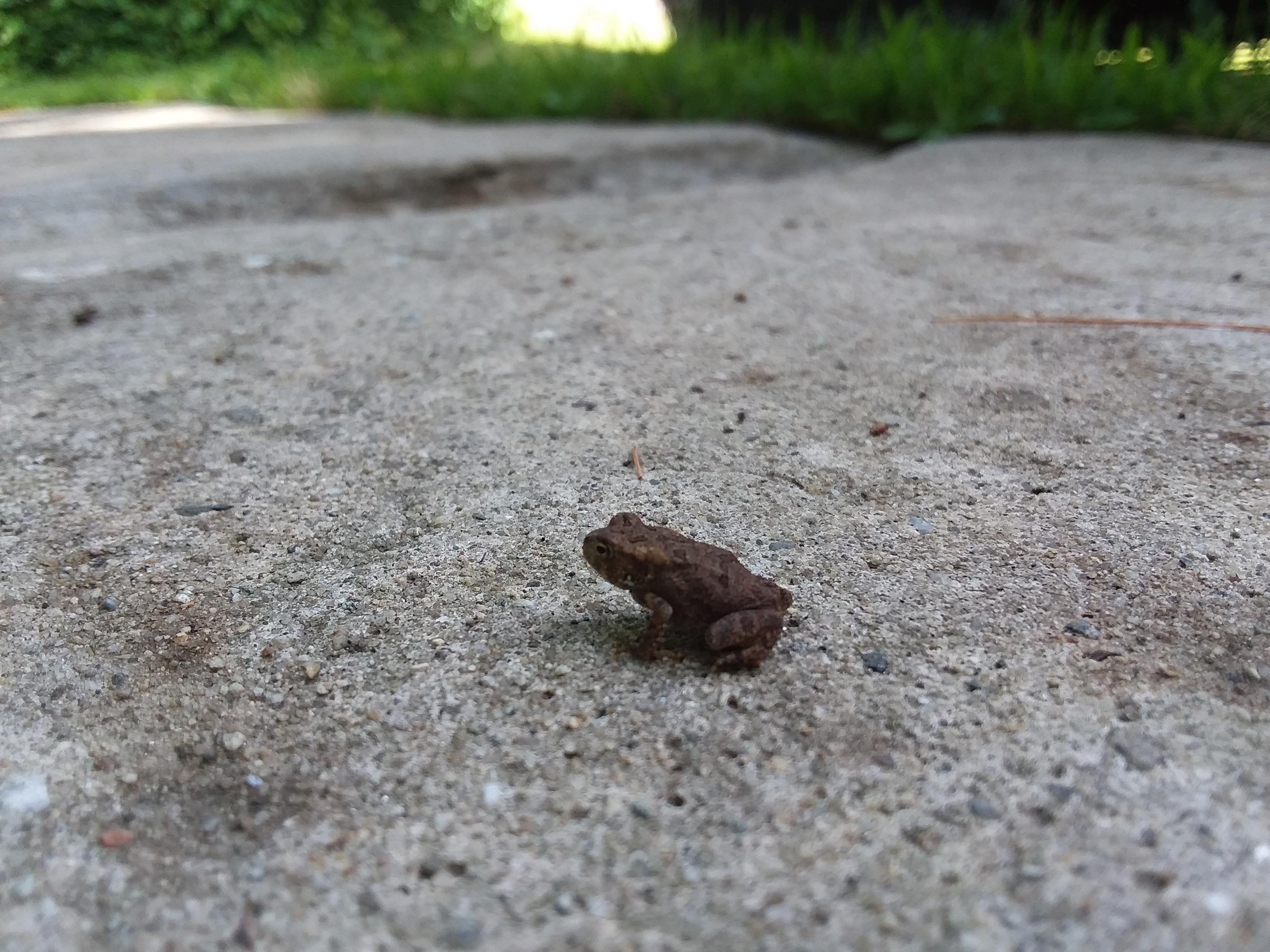 goblincore wallpapers wallpaper cave on goblincore wallpapers