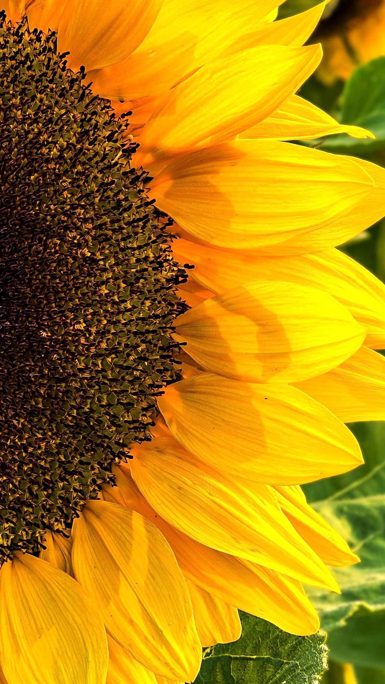 summer daisy sunflower floral wallpapers wallpaper cave on summer daisy sunflower floral wallpapers