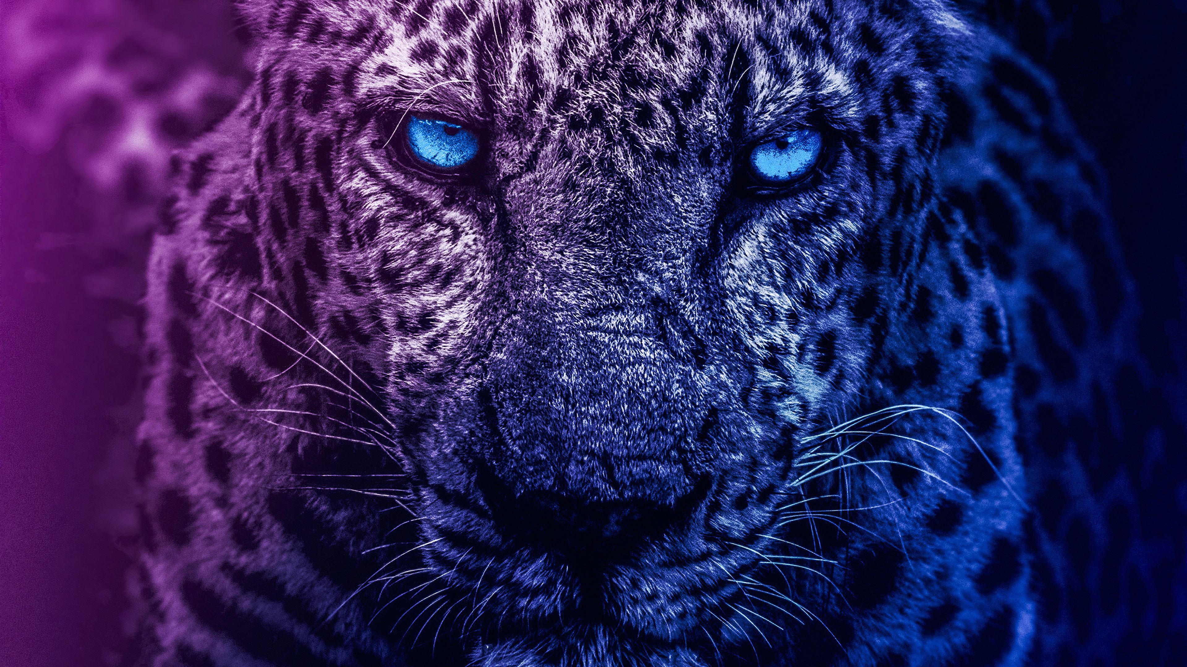 Lion eyes wallpapers