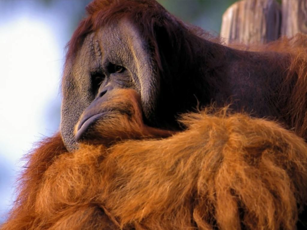 ugly monkey wallpapers wallpaper cave on ugly monkey wallpapers