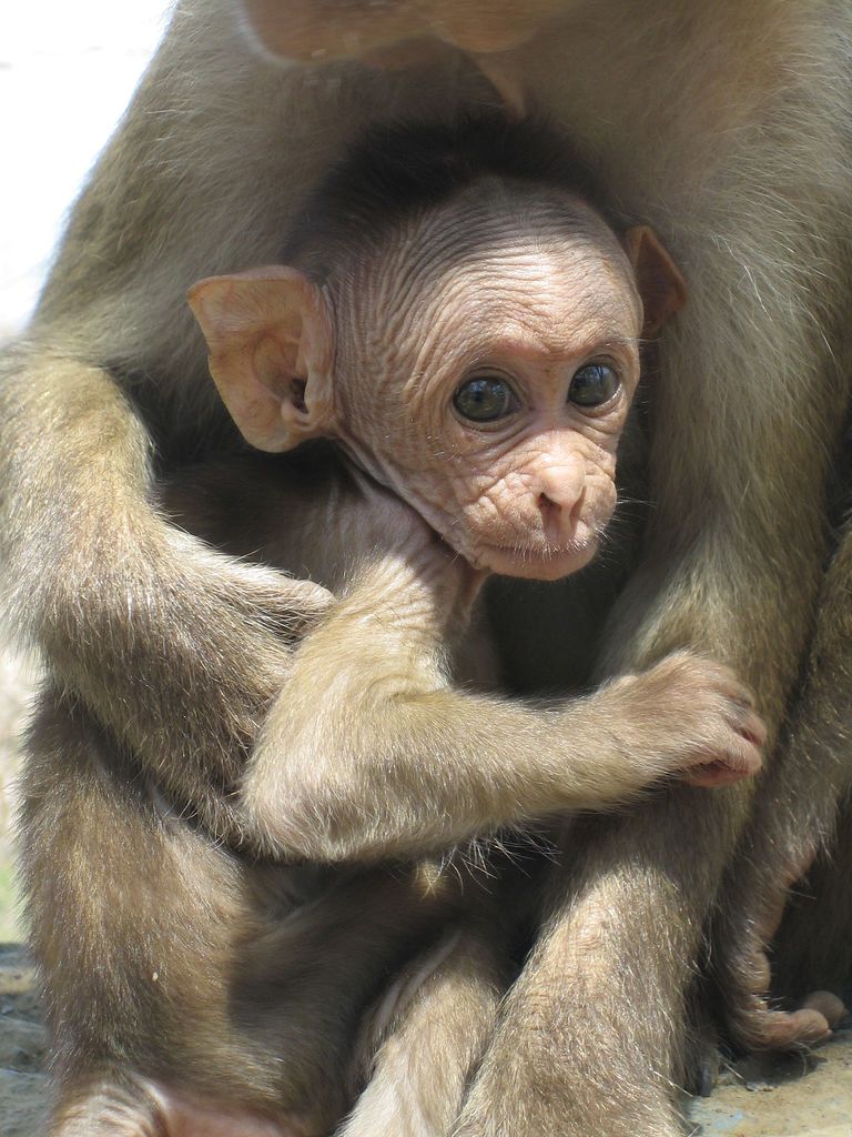 [24++] Astonishing Ugly Monkey Wallpapers