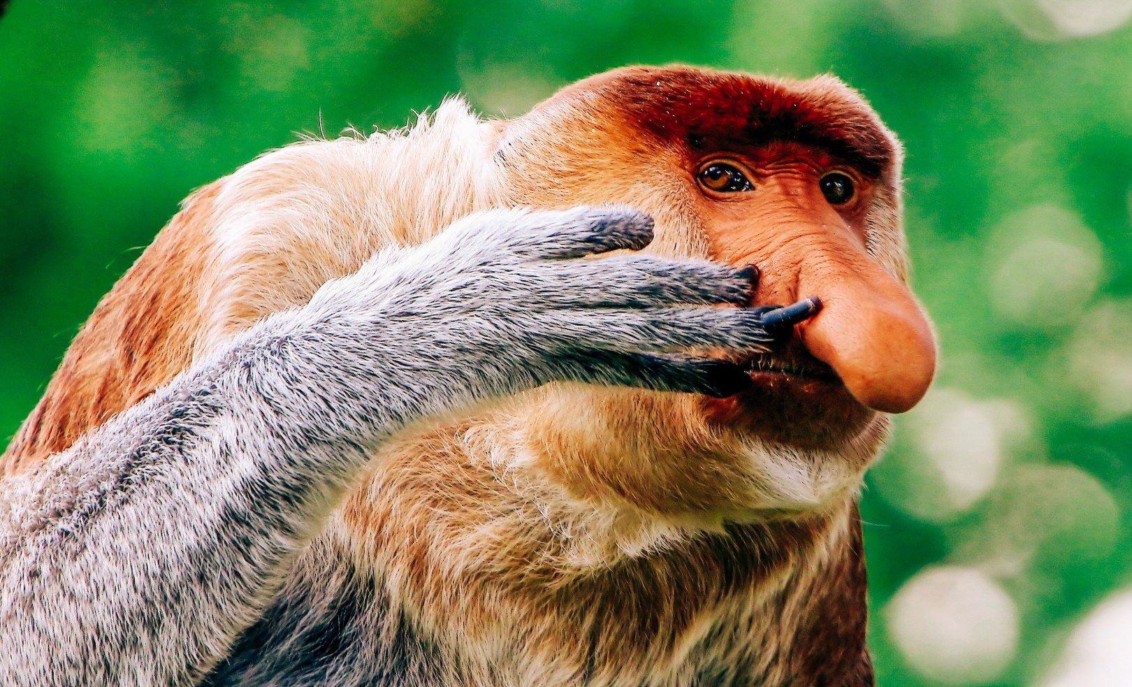 ugly monkey wallpapers wallpaper cave on ugly monkey wallpapers