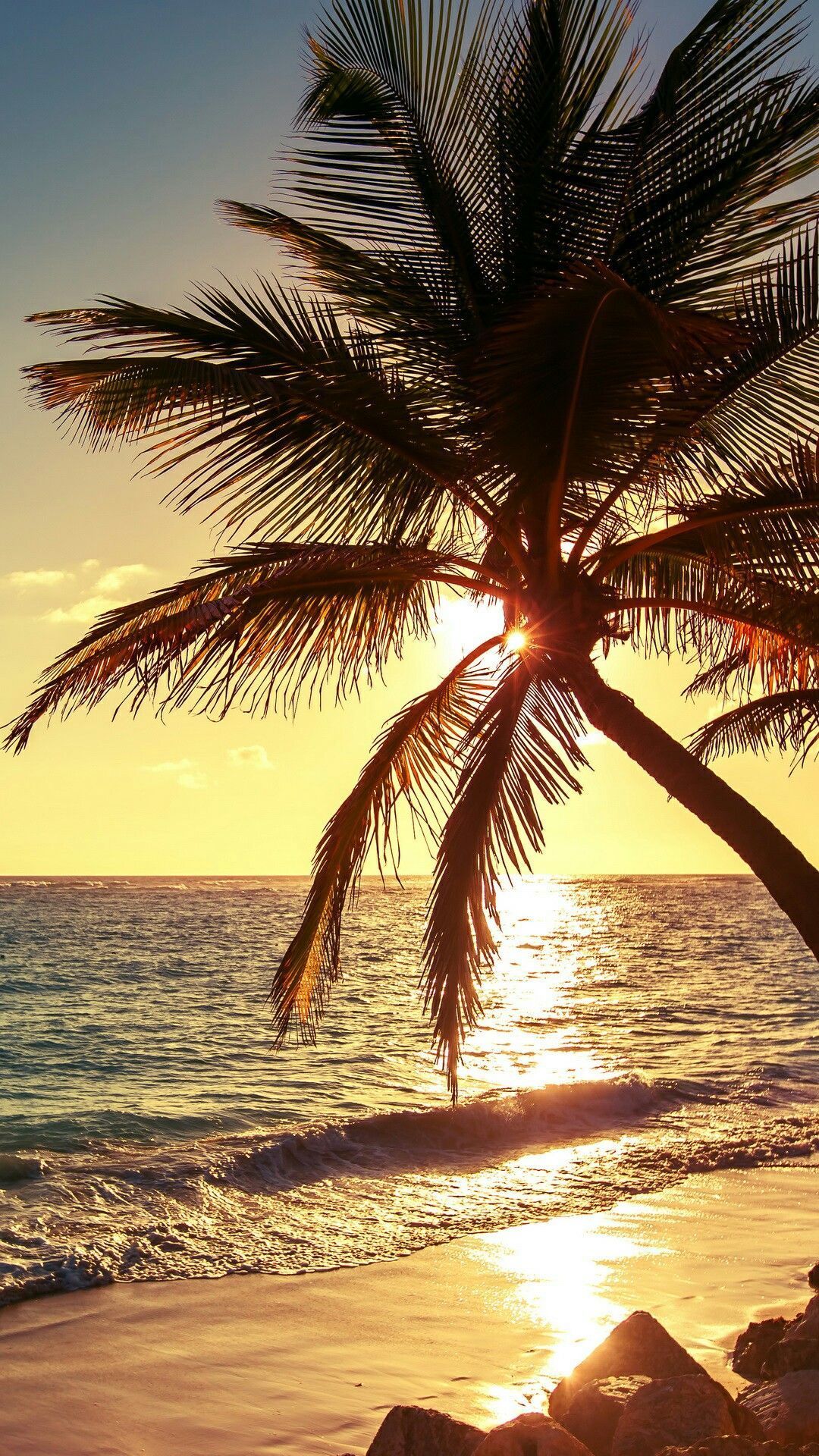 Hurricane footage often shows palm trees valiantly weathering the wrath; Palm Tree Summer Beach Wallpapers Wallpaper Cave