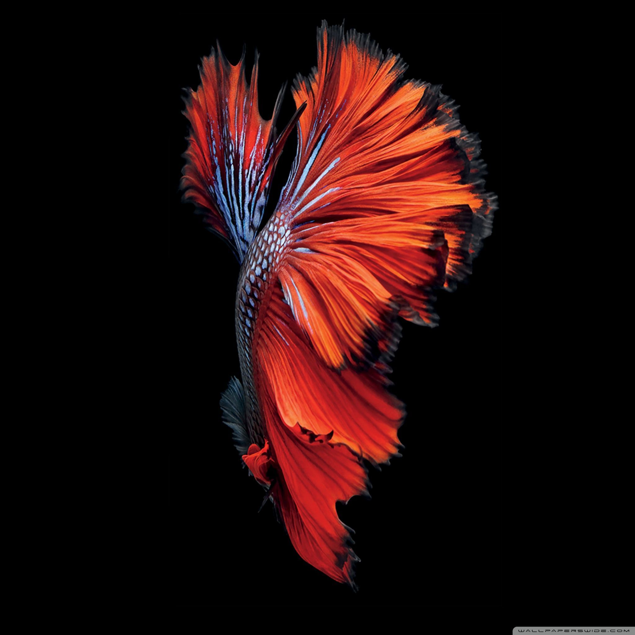 Macbook retina wallpapers and background images for all your devices. Apple 4k Retina Wallpapers Wallpaper Cave
