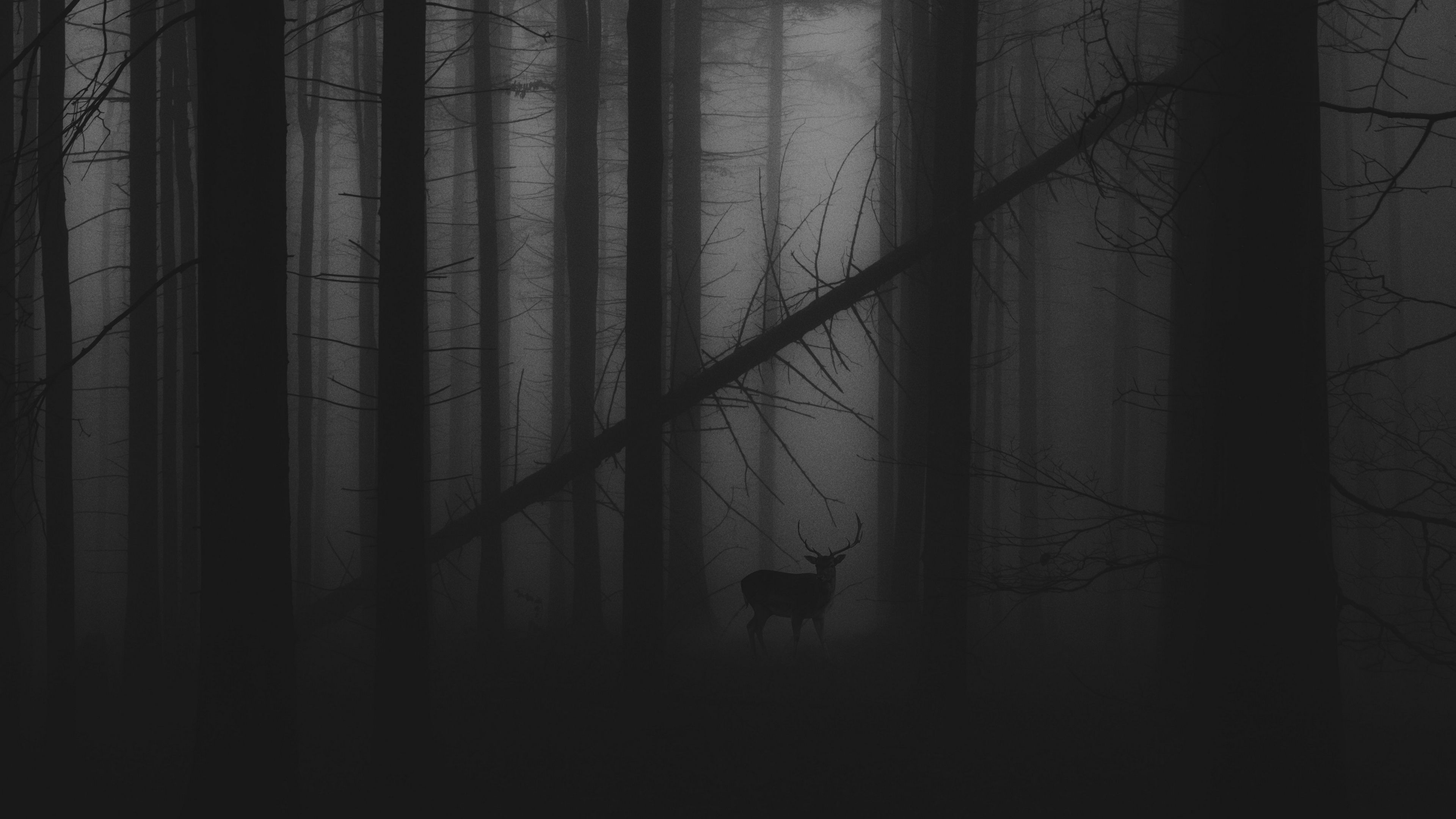 Find images of dark forest. Fog 4k Wallpapers Wallpaper Cave